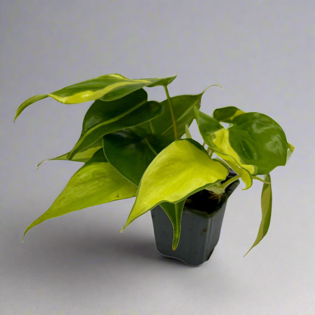 3" Philodendron - Brasil