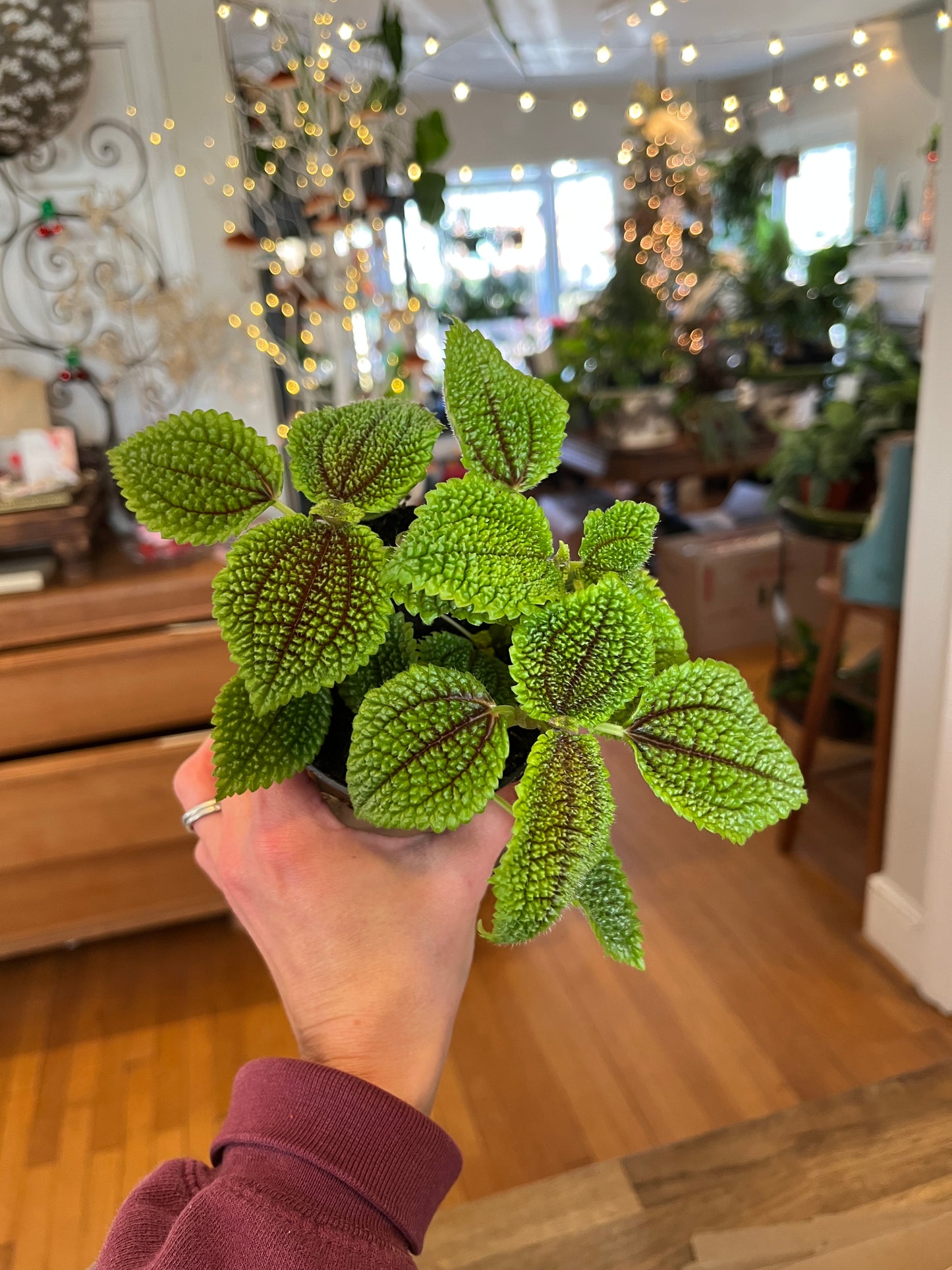 3.5" Pilea Moon Valley