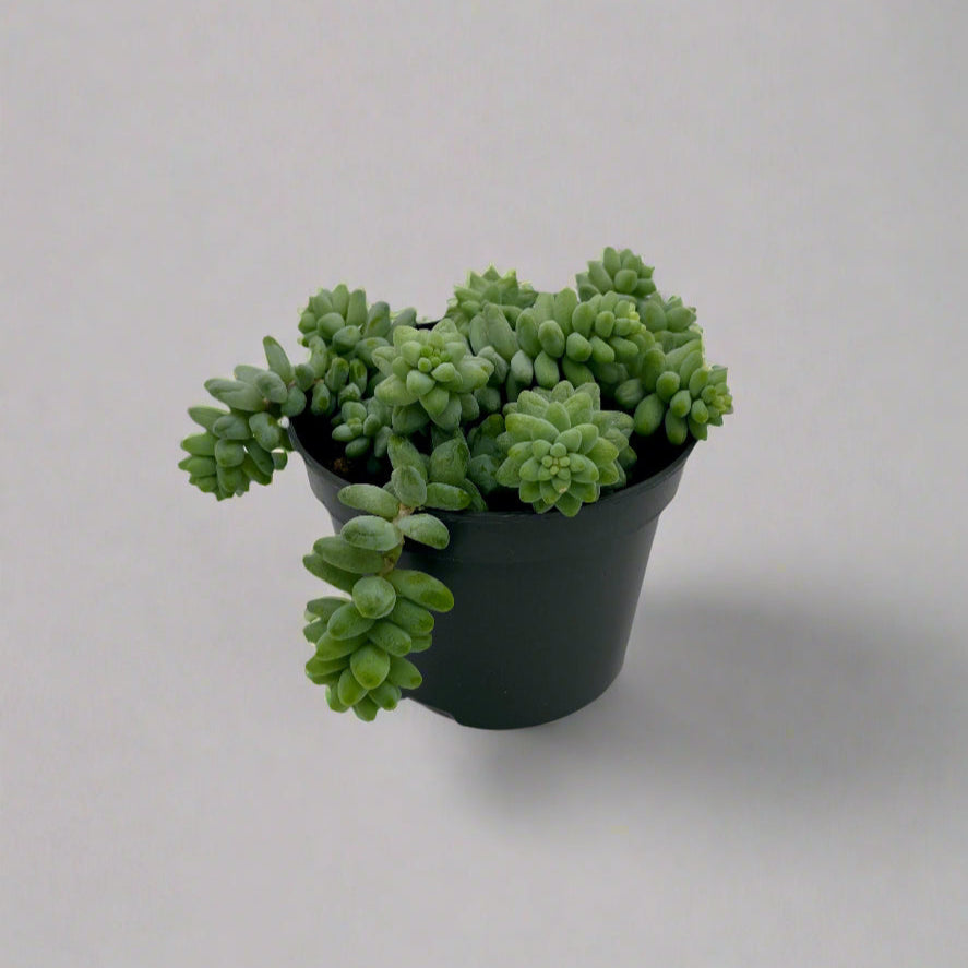 5" Burro Tail