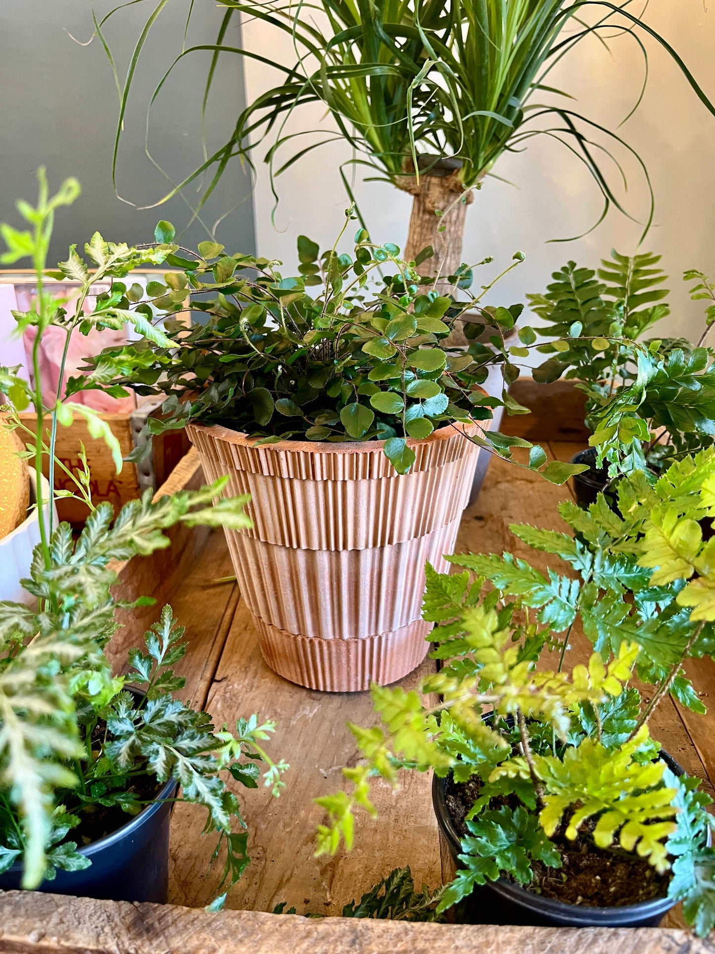 Assorted Fern, 6" growers pot