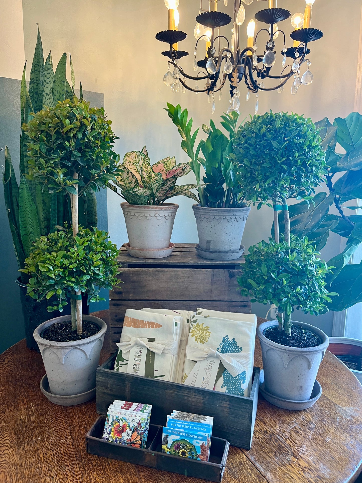 Eugenia Topiary 2-Ball