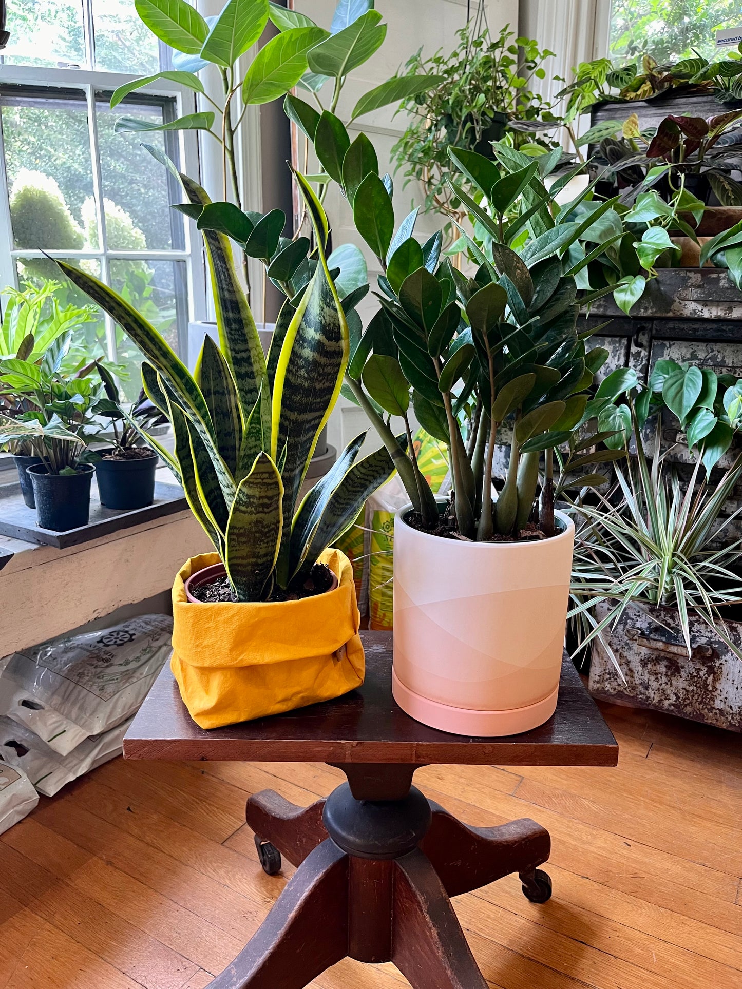 Sansevieria 'Laurentii', 6"