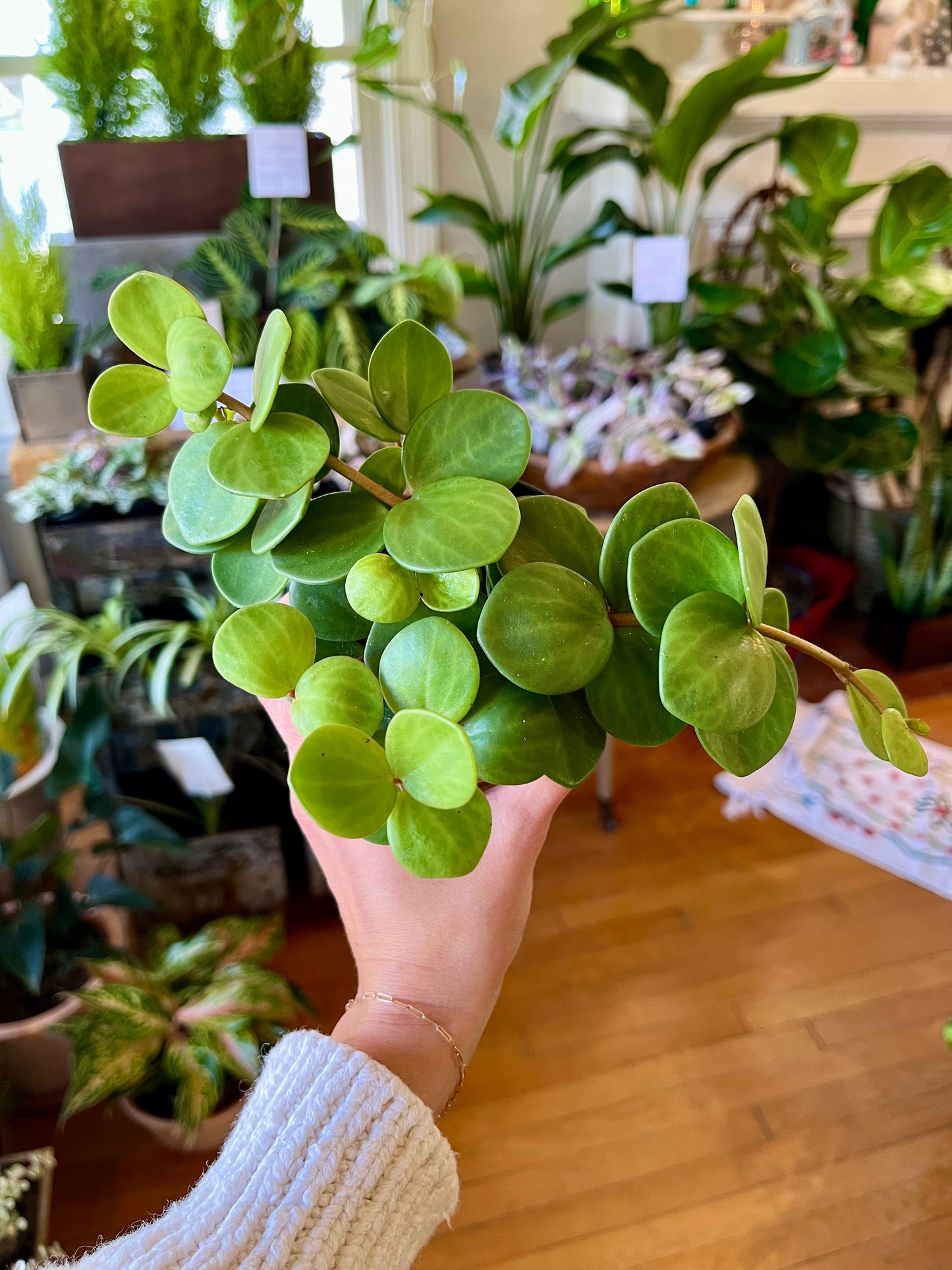 3.5" Peperomia Hope