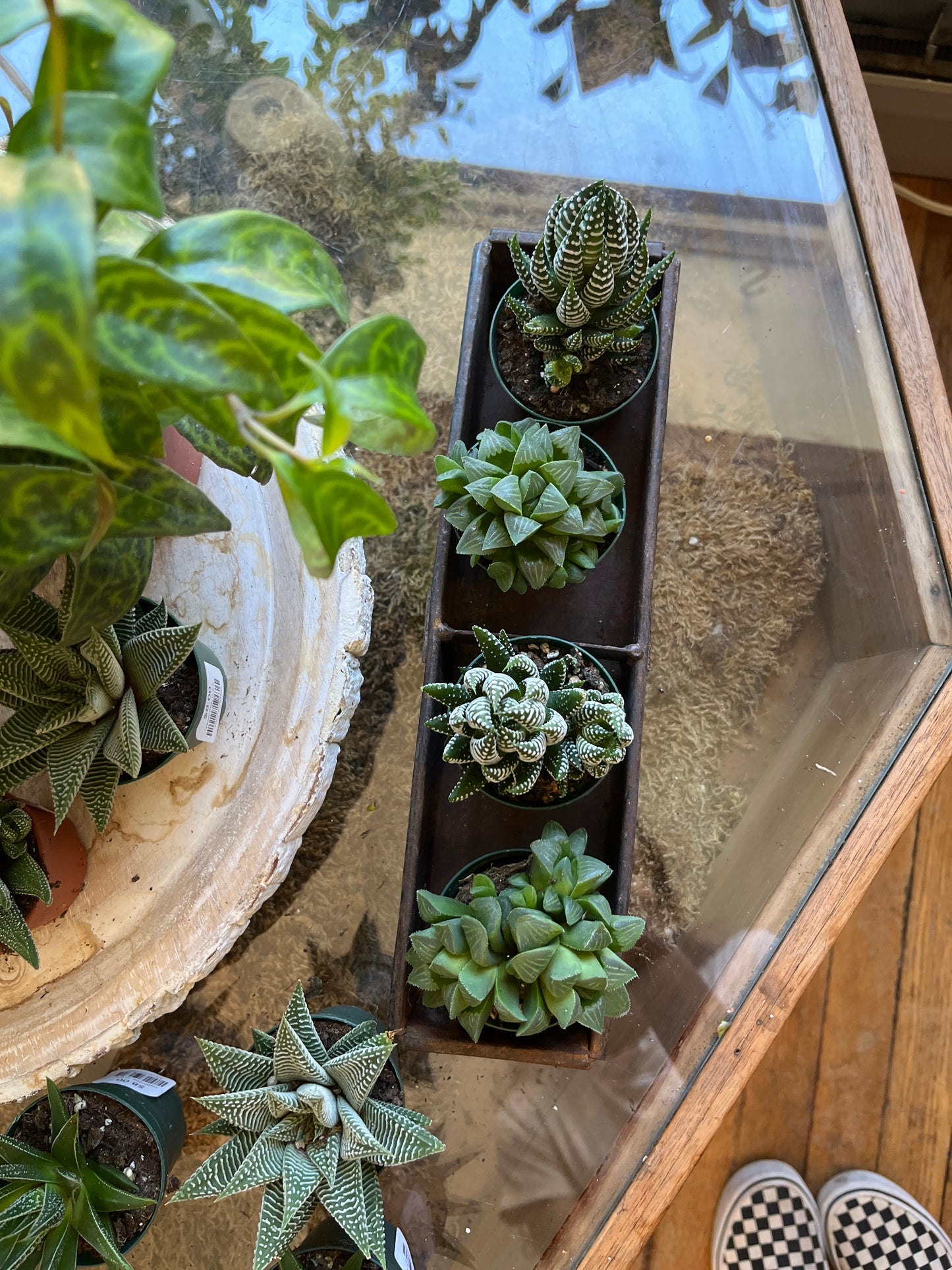 Haworthia, in 2.5" growers pot