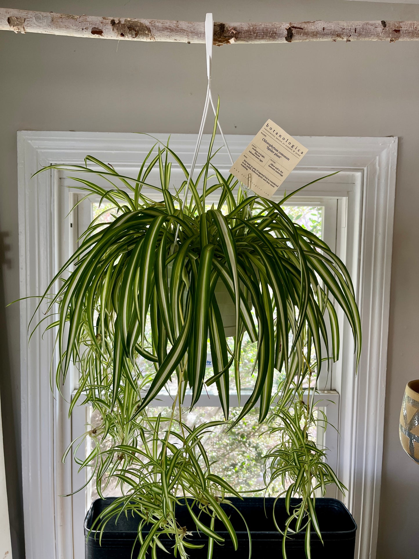 Spider Plant, in 8" hanging basket