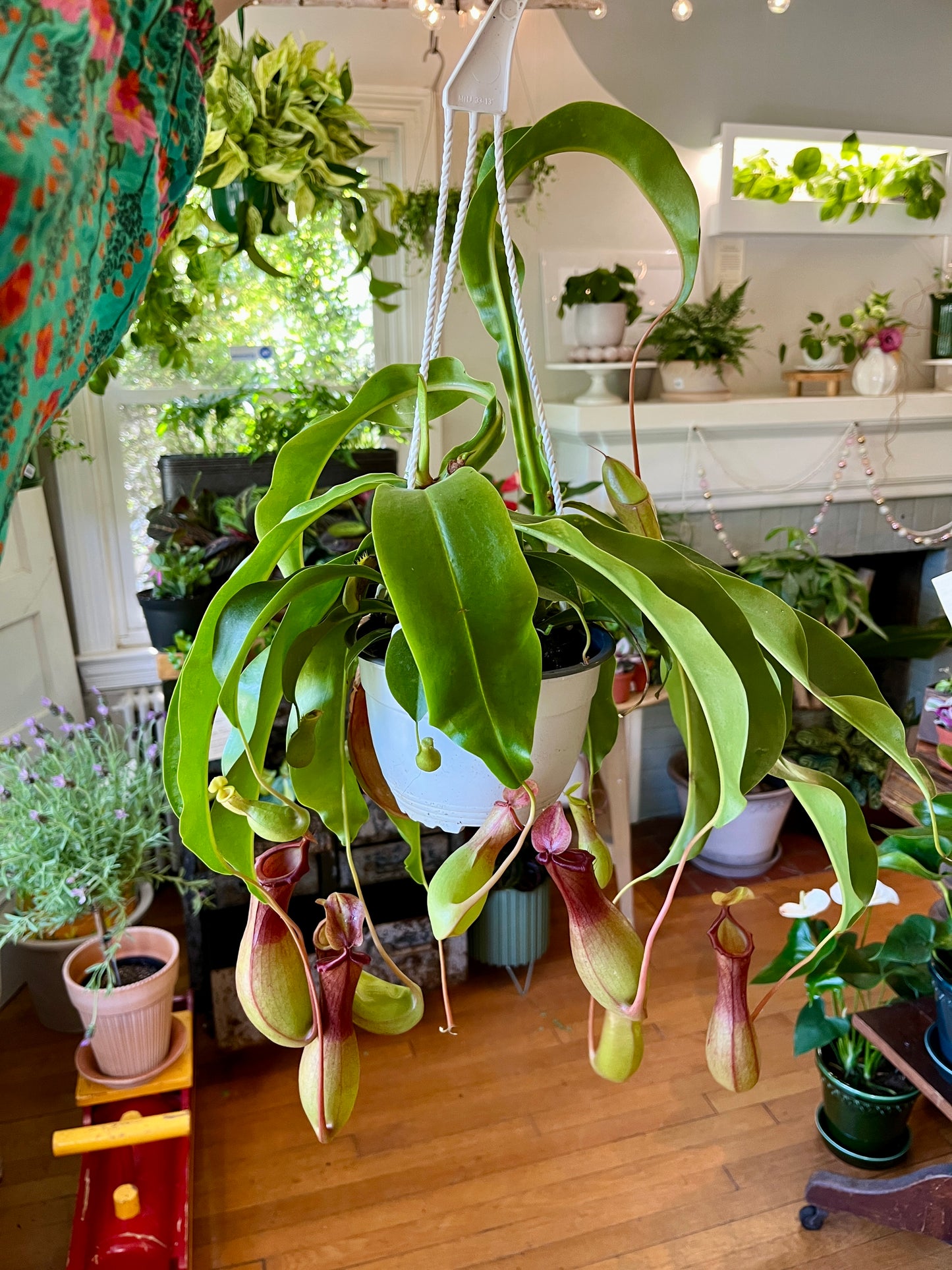 HB 6"" Nepenthes - Pitcher Plant "Alata"