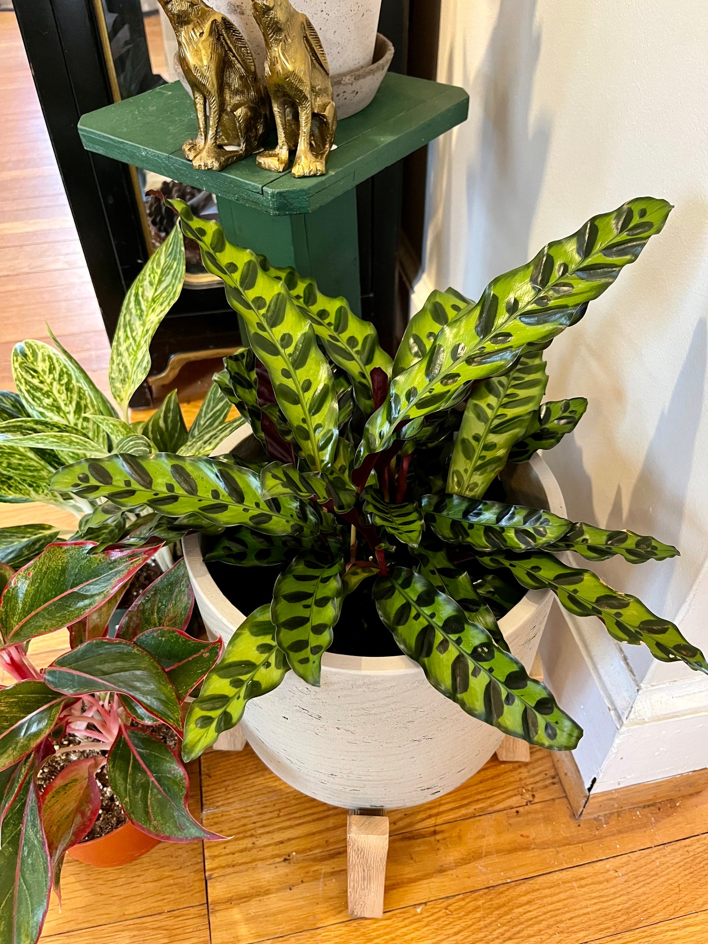 Calathea lancifolia, 'Rattlesnake' in 8" grower's pot