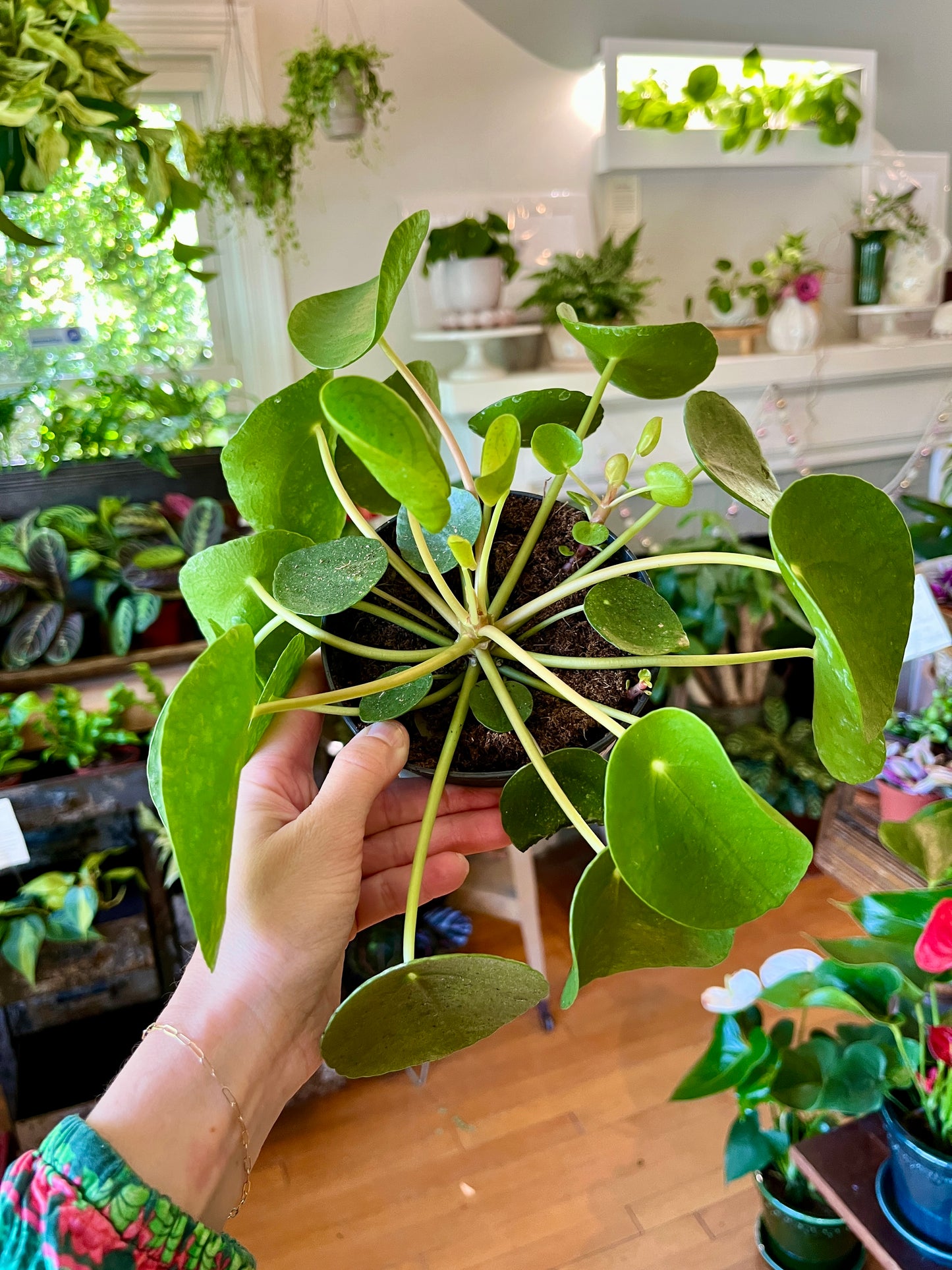 Pilea Peperomioides, in 5" grower's pot