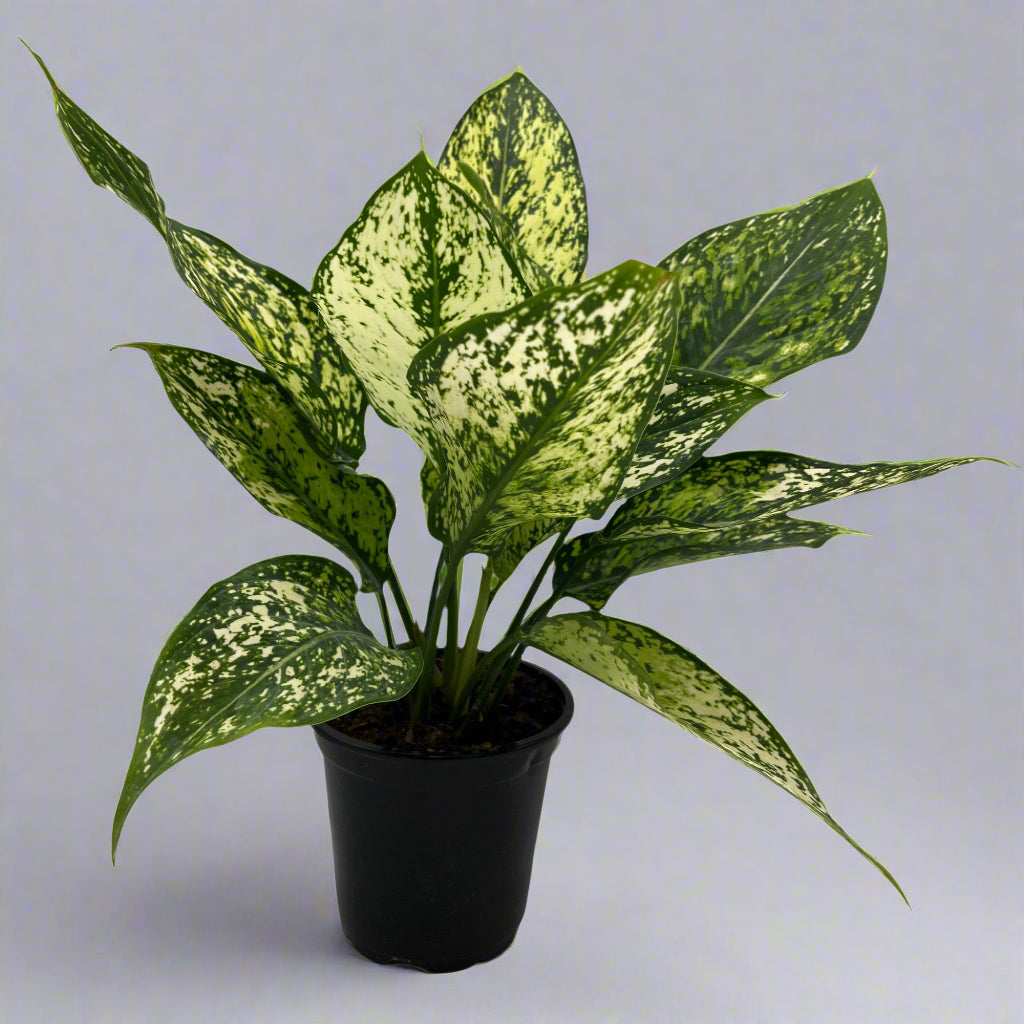 4" Aglaonema - Wintry Winehouse
