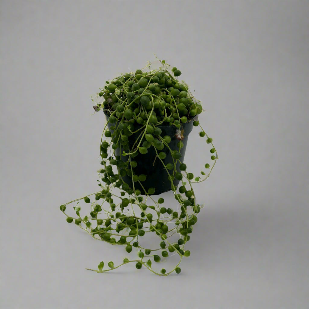 Senecio rowleyanus 'String of Pearls', 4" growers pot