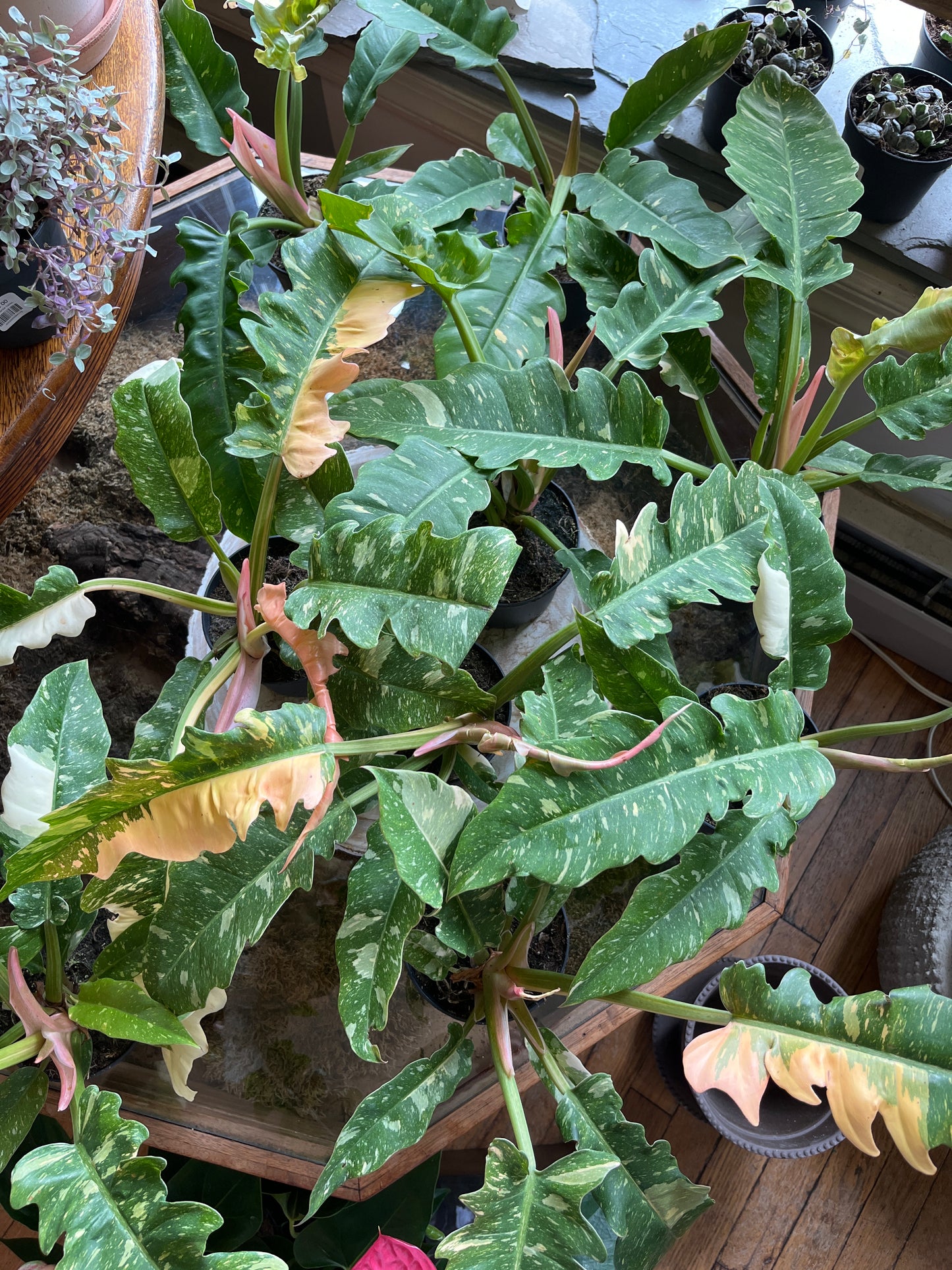 5" Philodendron Golden Girl
