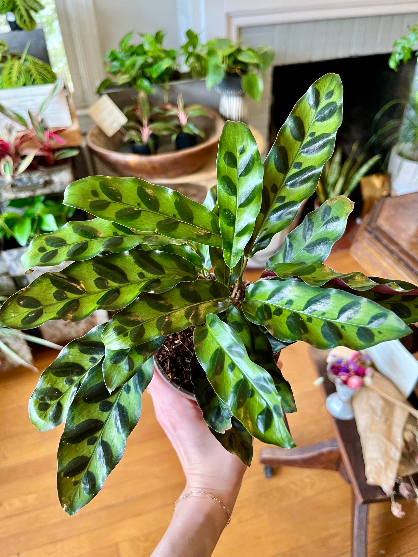 Calathea lancifolia, in 4" grower's pot
