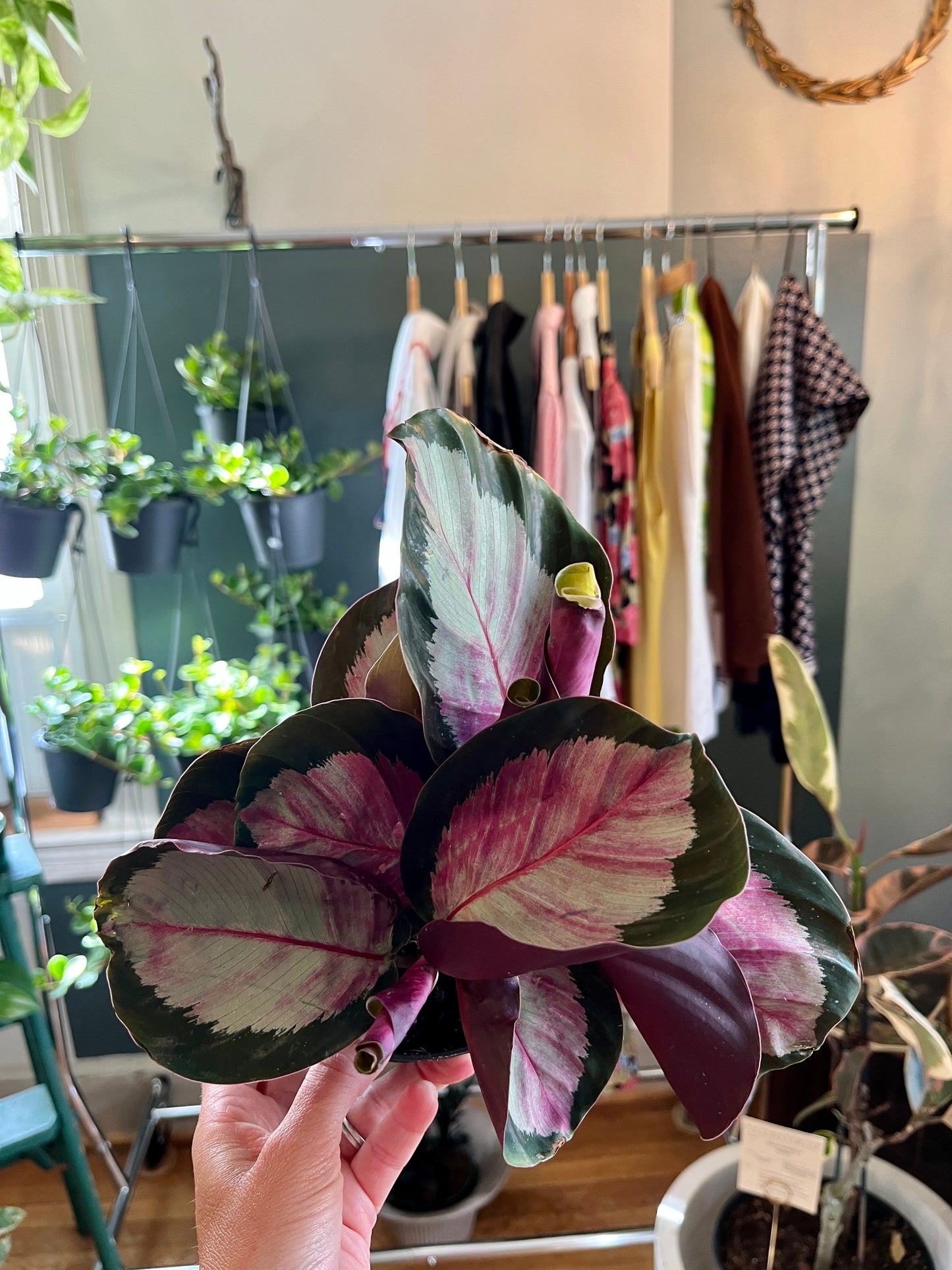 5" Calathea Rosy