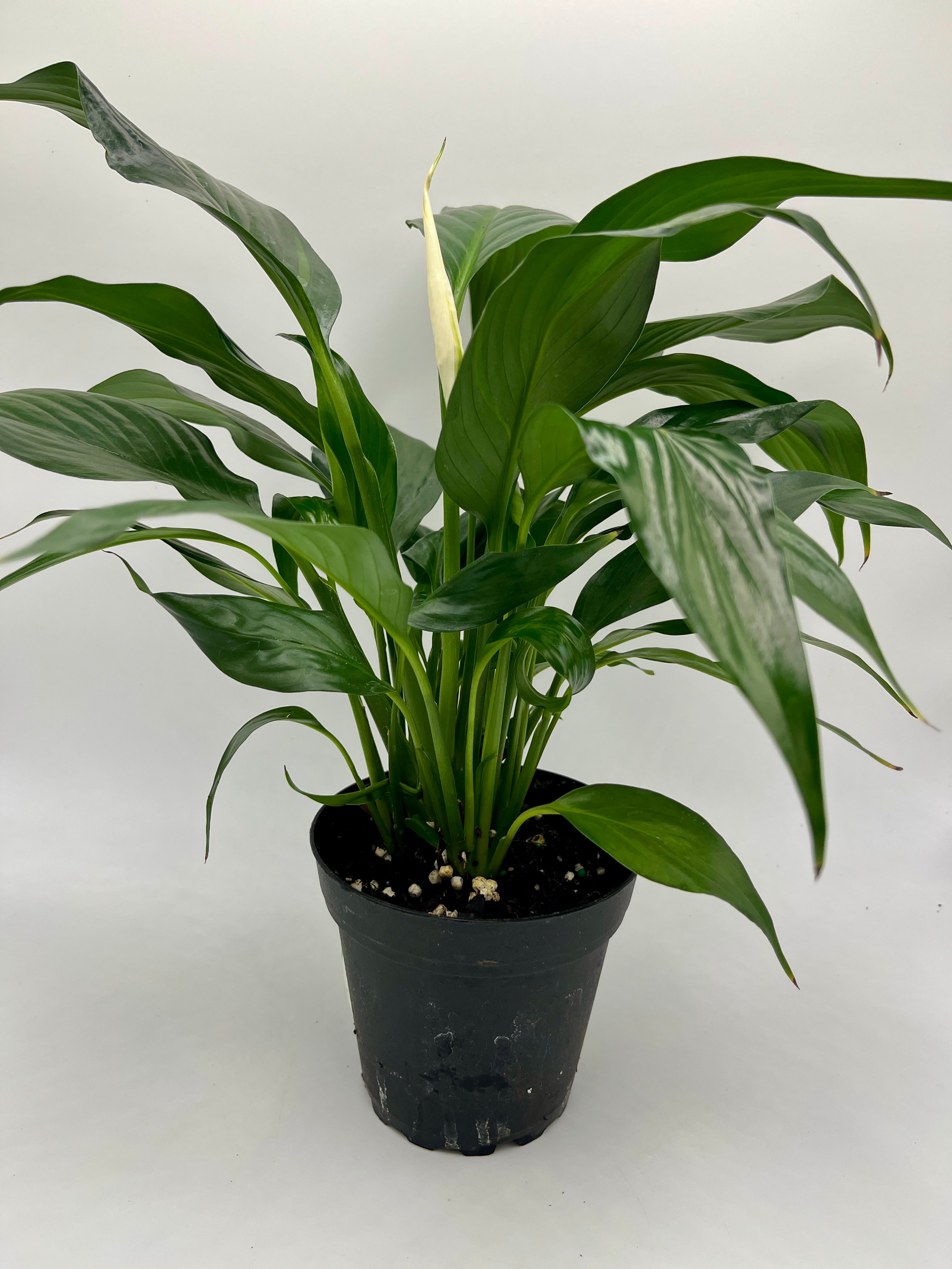 home botanicals live 4 inch spathiphyllum 'peace lily' house plant 4" Peace Lily (Spathiphyllum) – Botanologica