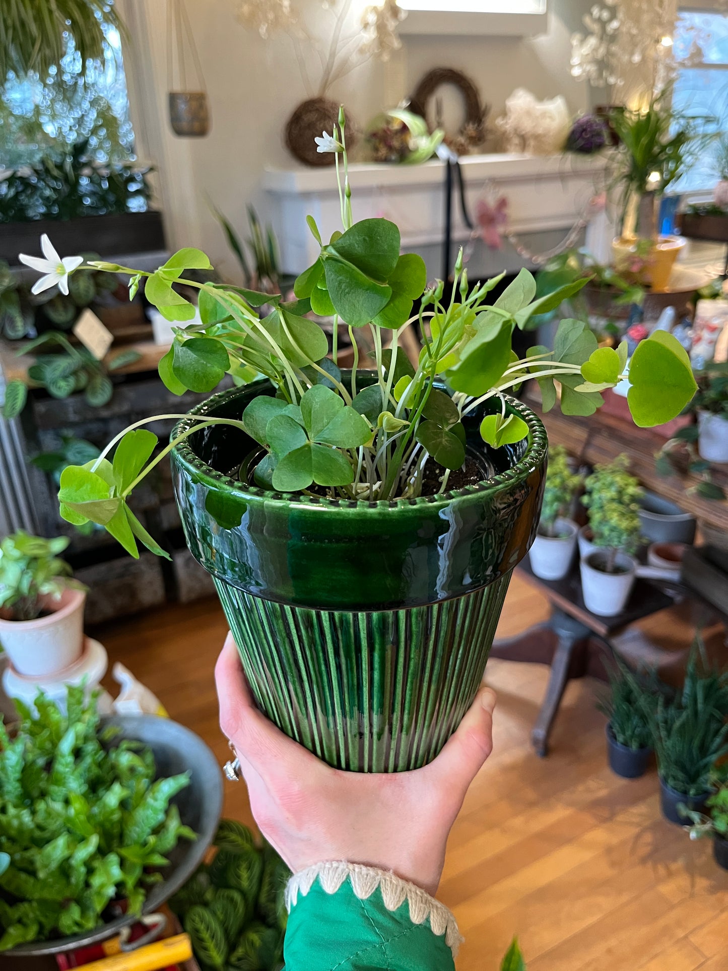 4" Oxalis Green