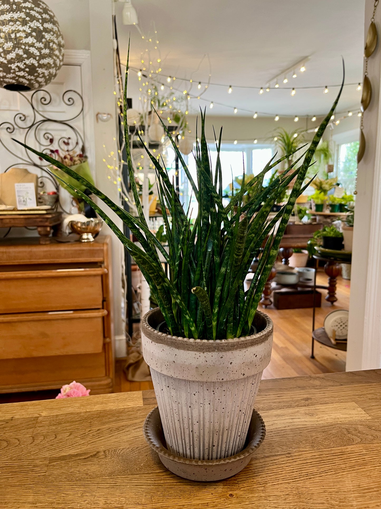 5" Sansevieria - Fernwood 'Mikado'