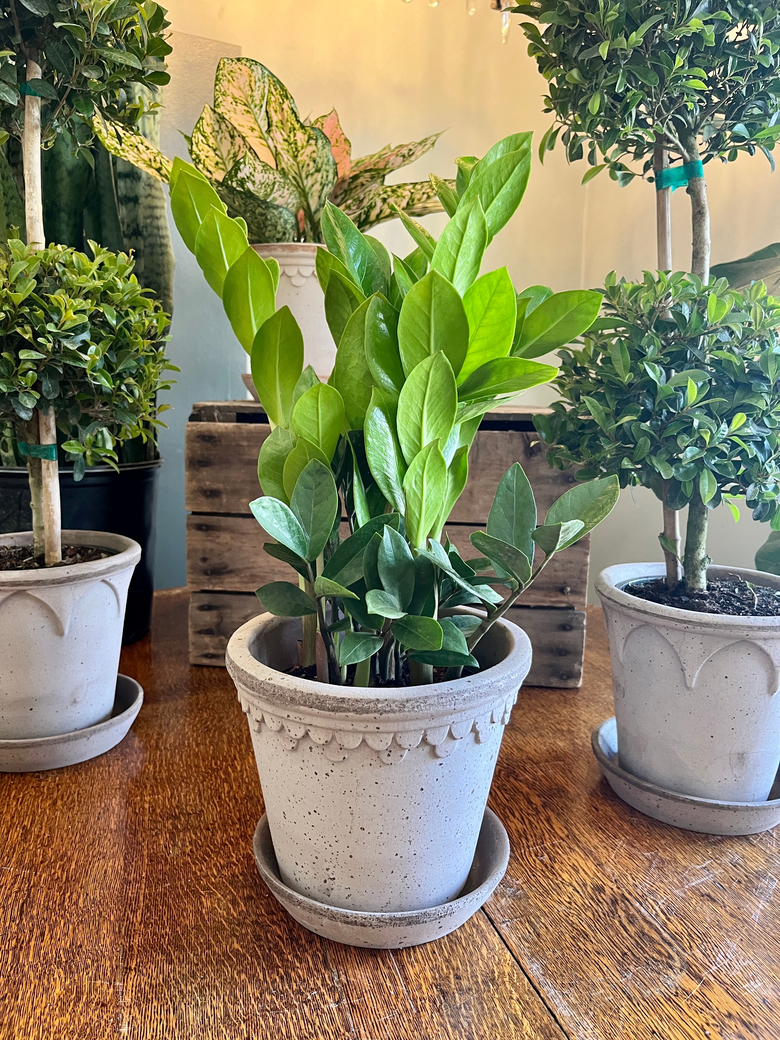 where to get zz plant ZZ Plant, 6” grower's pot – Botanologica