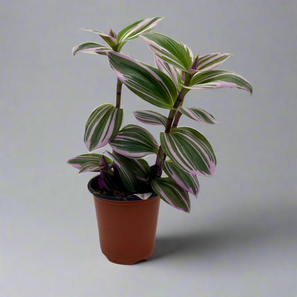 Tradescantia 'Nanook' 3.5" growers pot