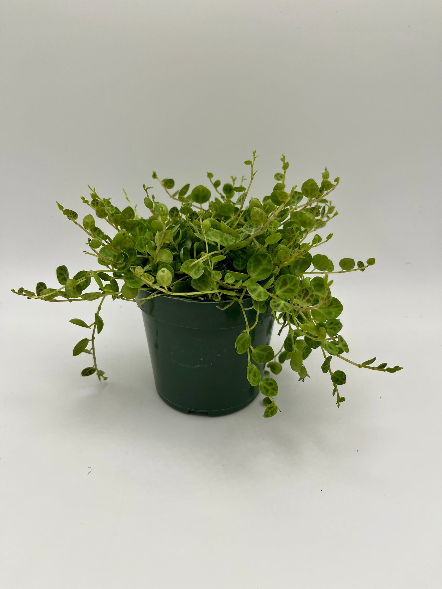 Peperomia prostrata 'String of Turtles', 4" grower's pot