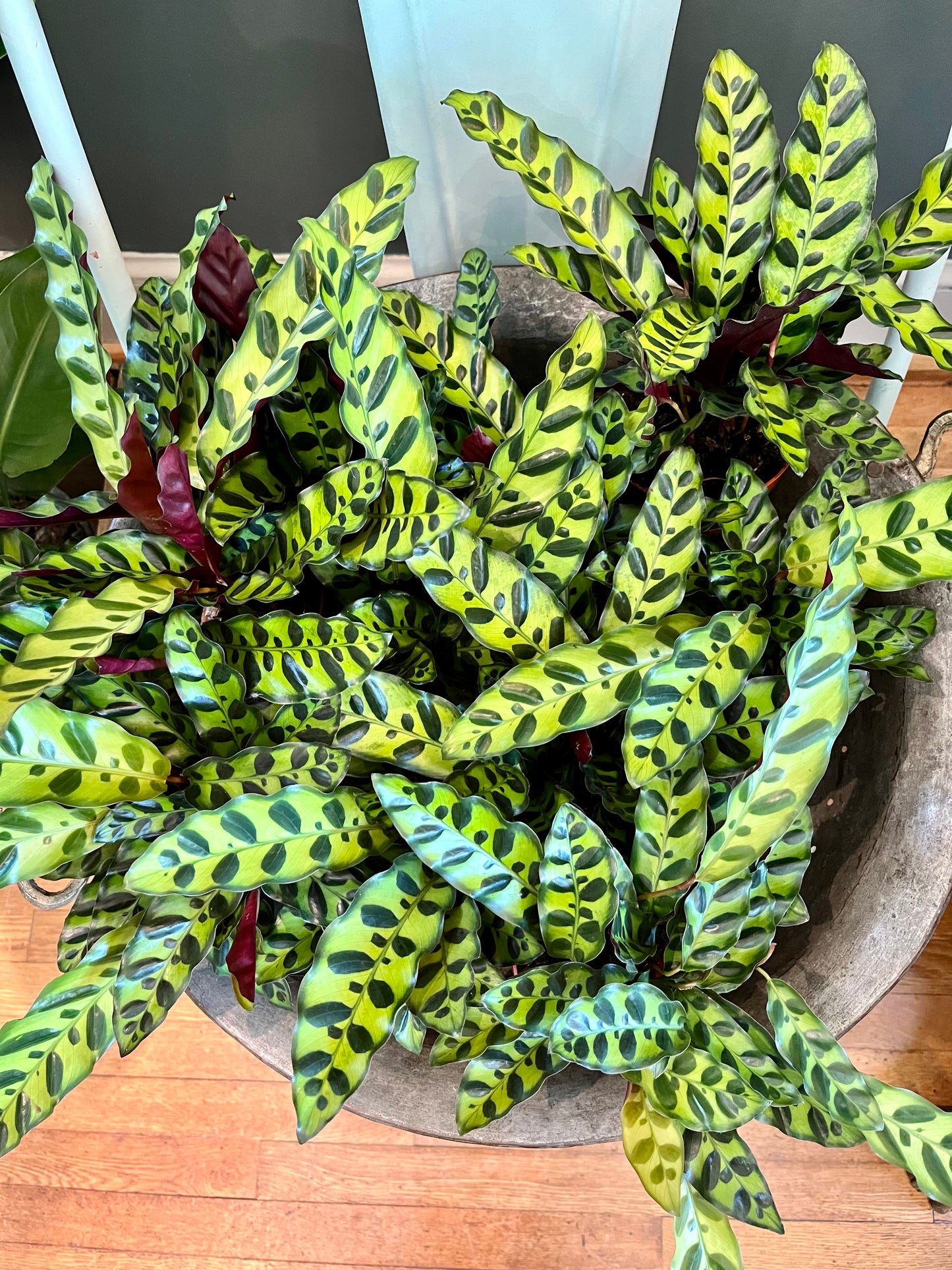 Calathea lancifolia, in 4" grower's pot