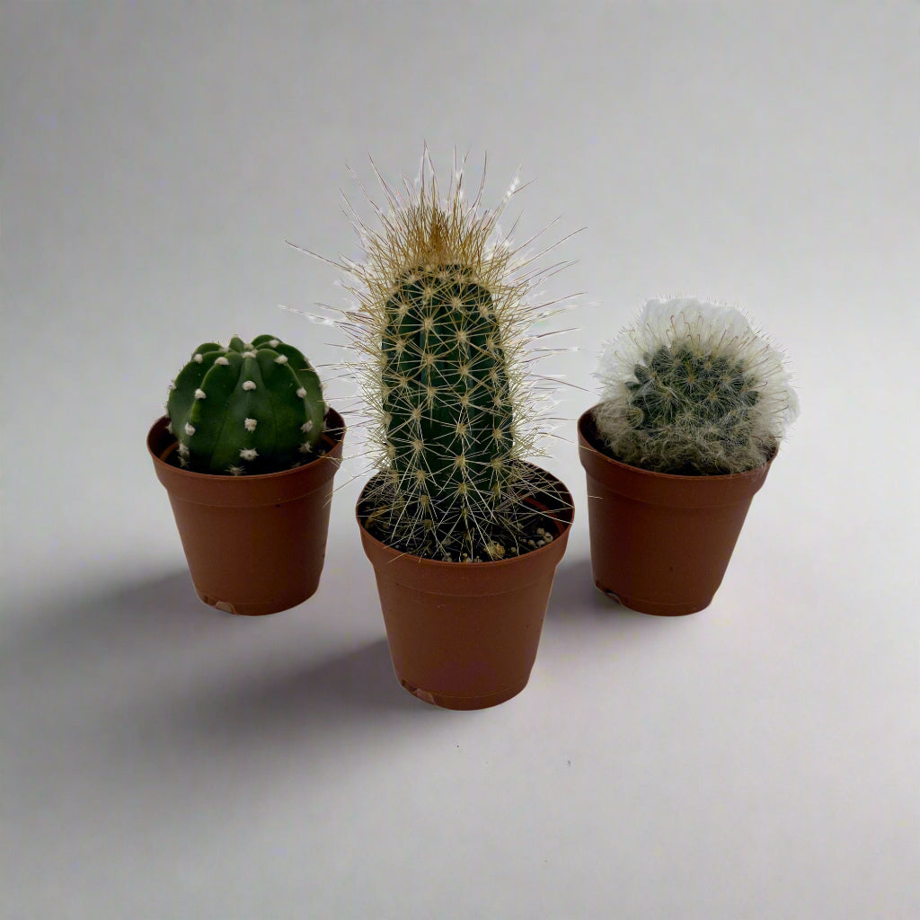 Cacti, 2" grower's pot