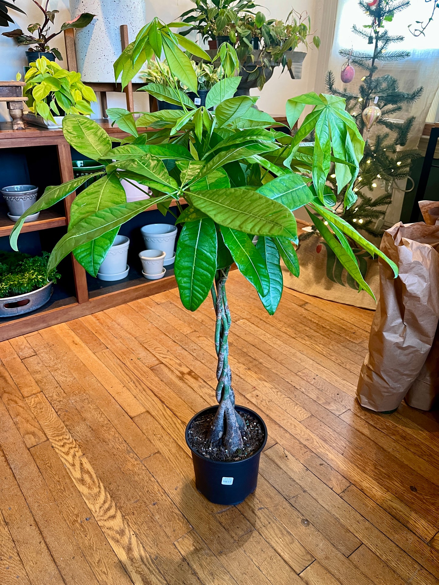 8" Money Tree
