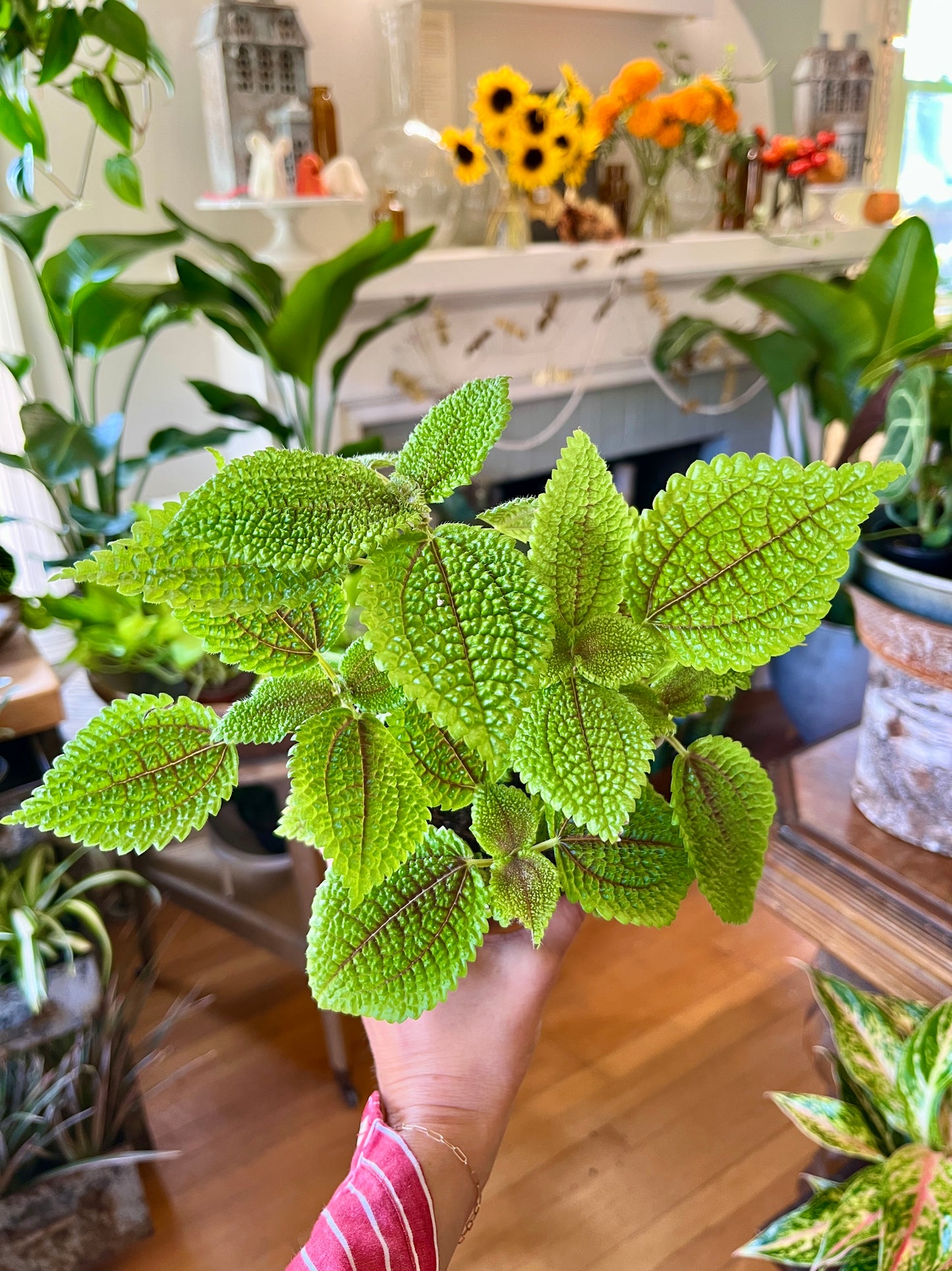 4" Pilea - Moon Valley