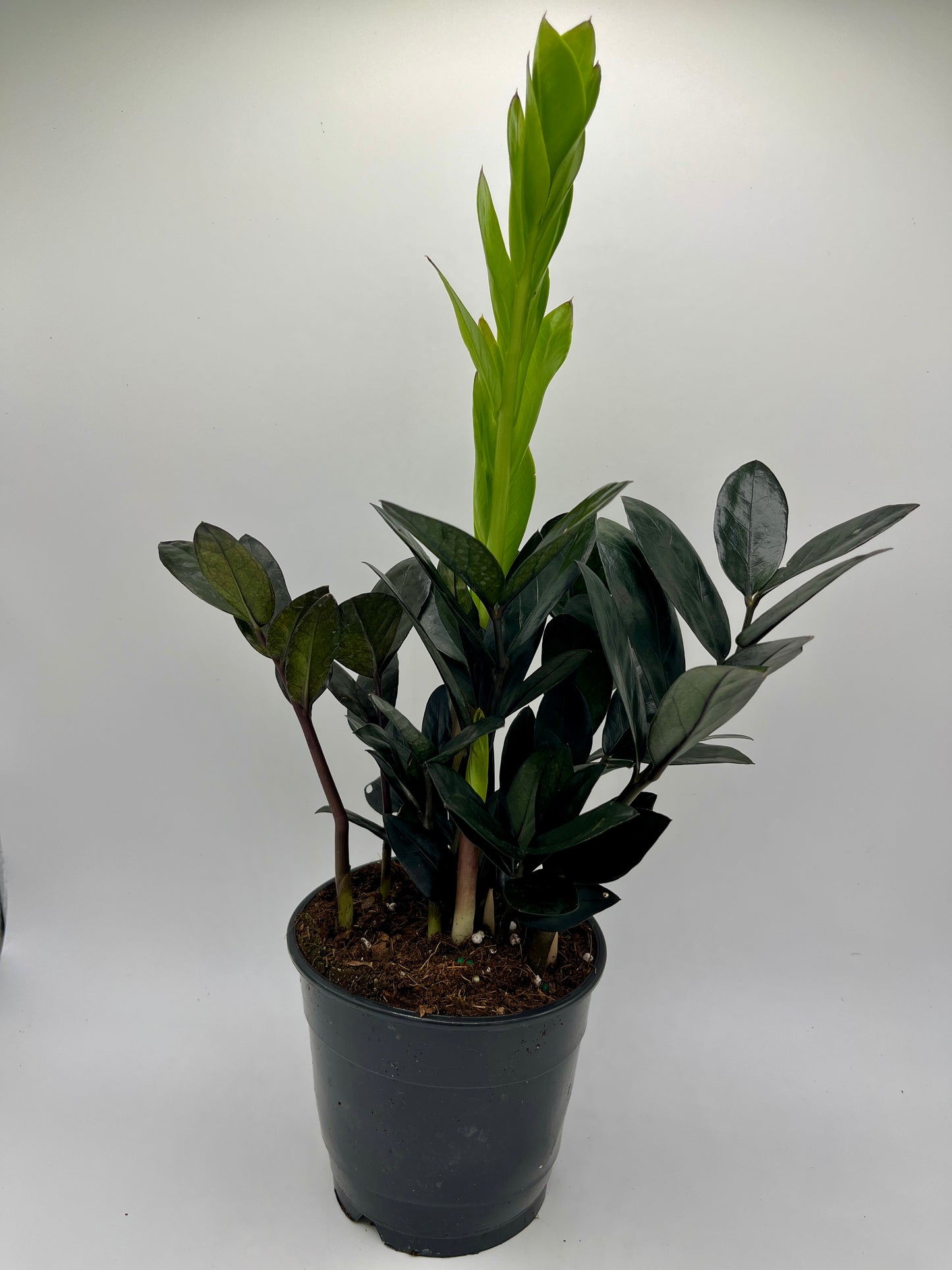 5" Zamioculcas - Black Zamifolia