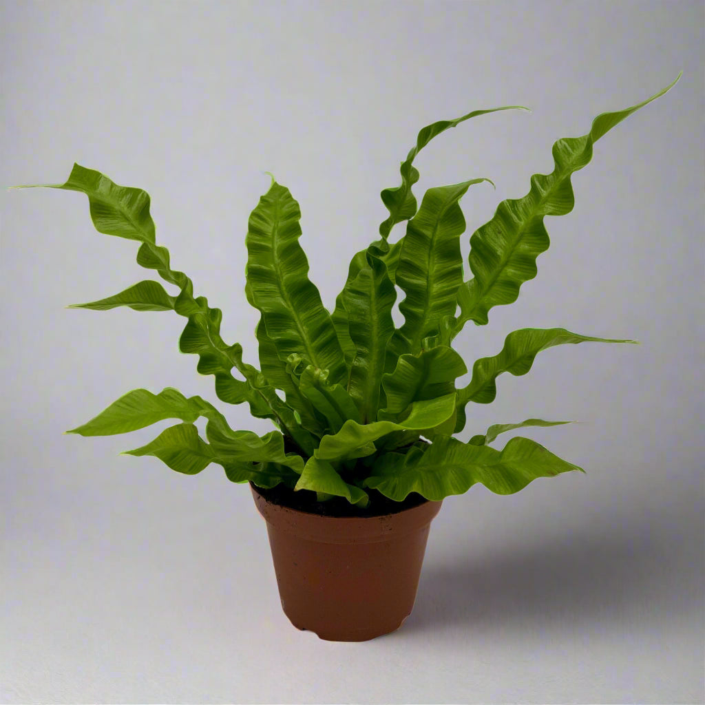 4" 'Crispy Wave' Fern