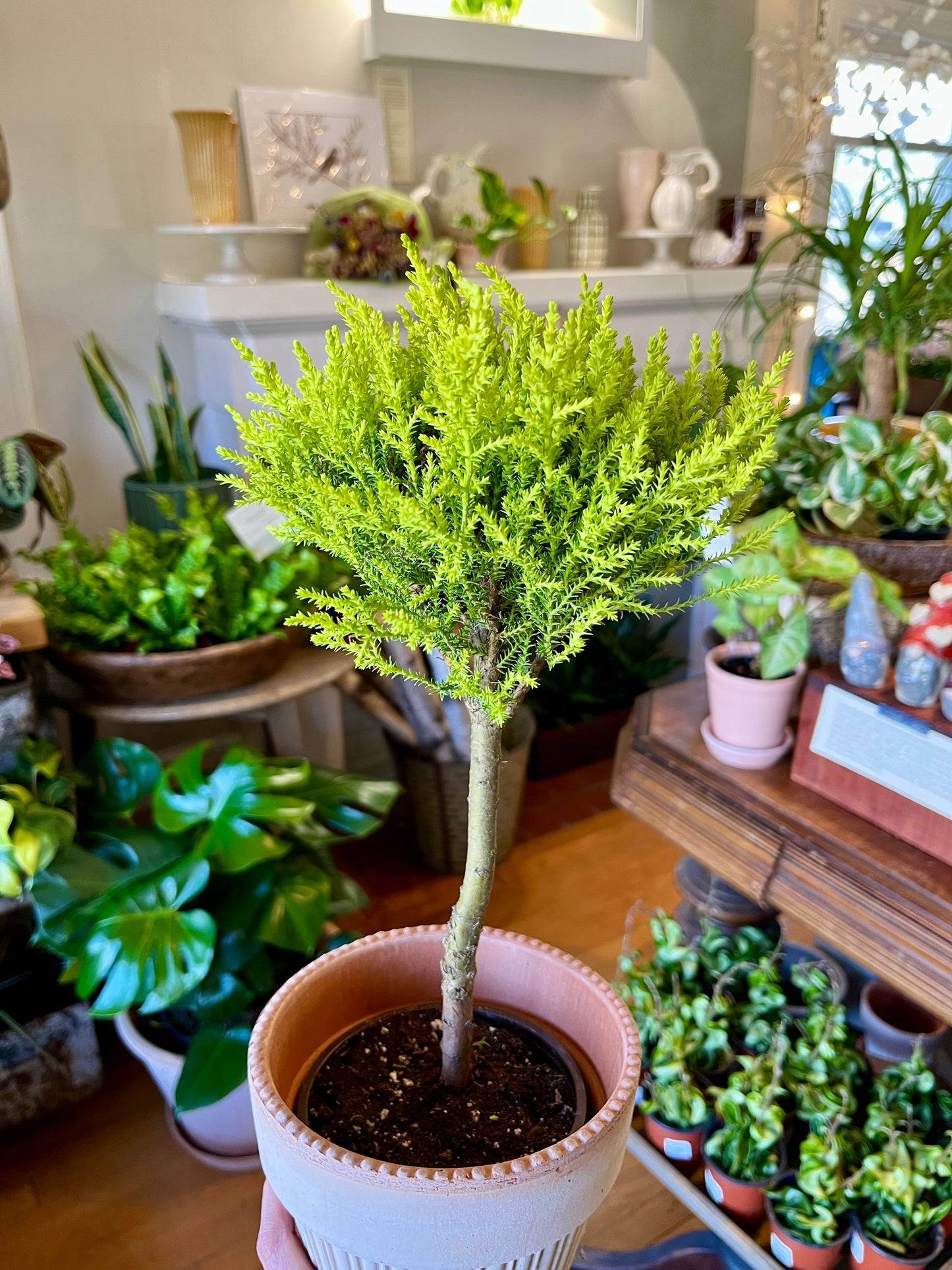 4.5" Goldcrest Topiary