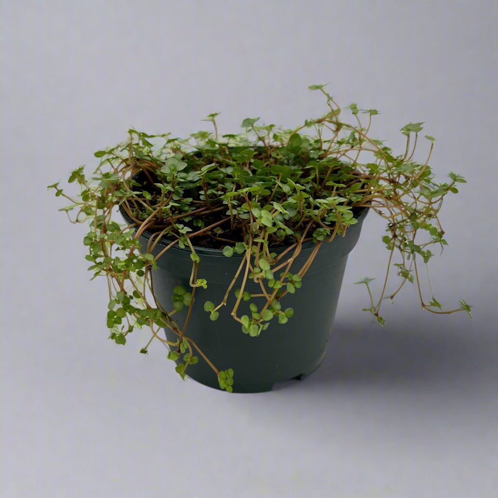 Pilea glauca 'Aquamarine', 5" growers pot