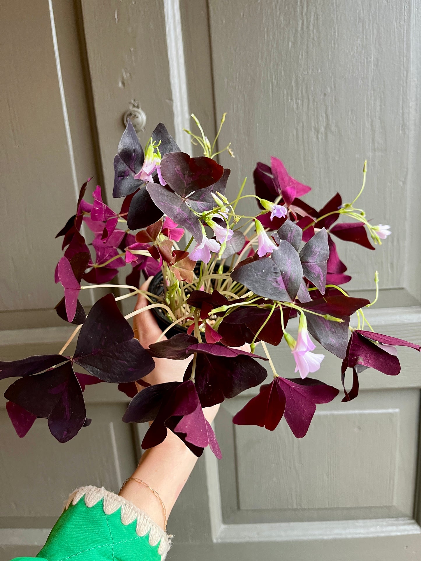 4" Oxalis Red