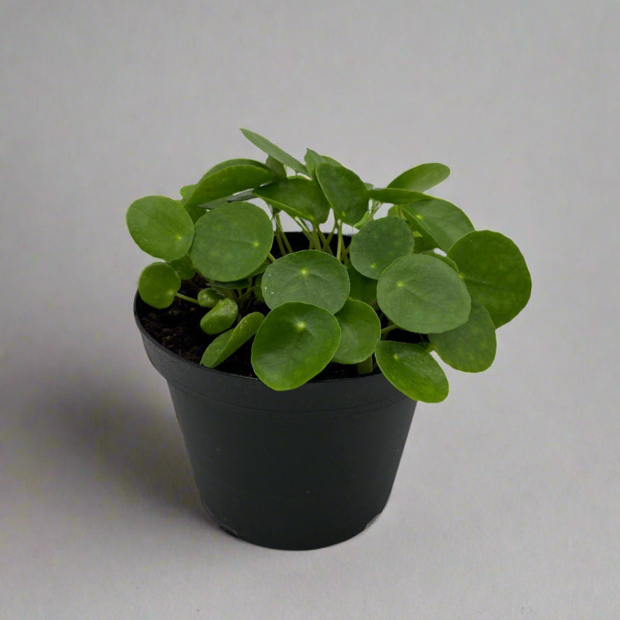 6" Pilea Peperomioides