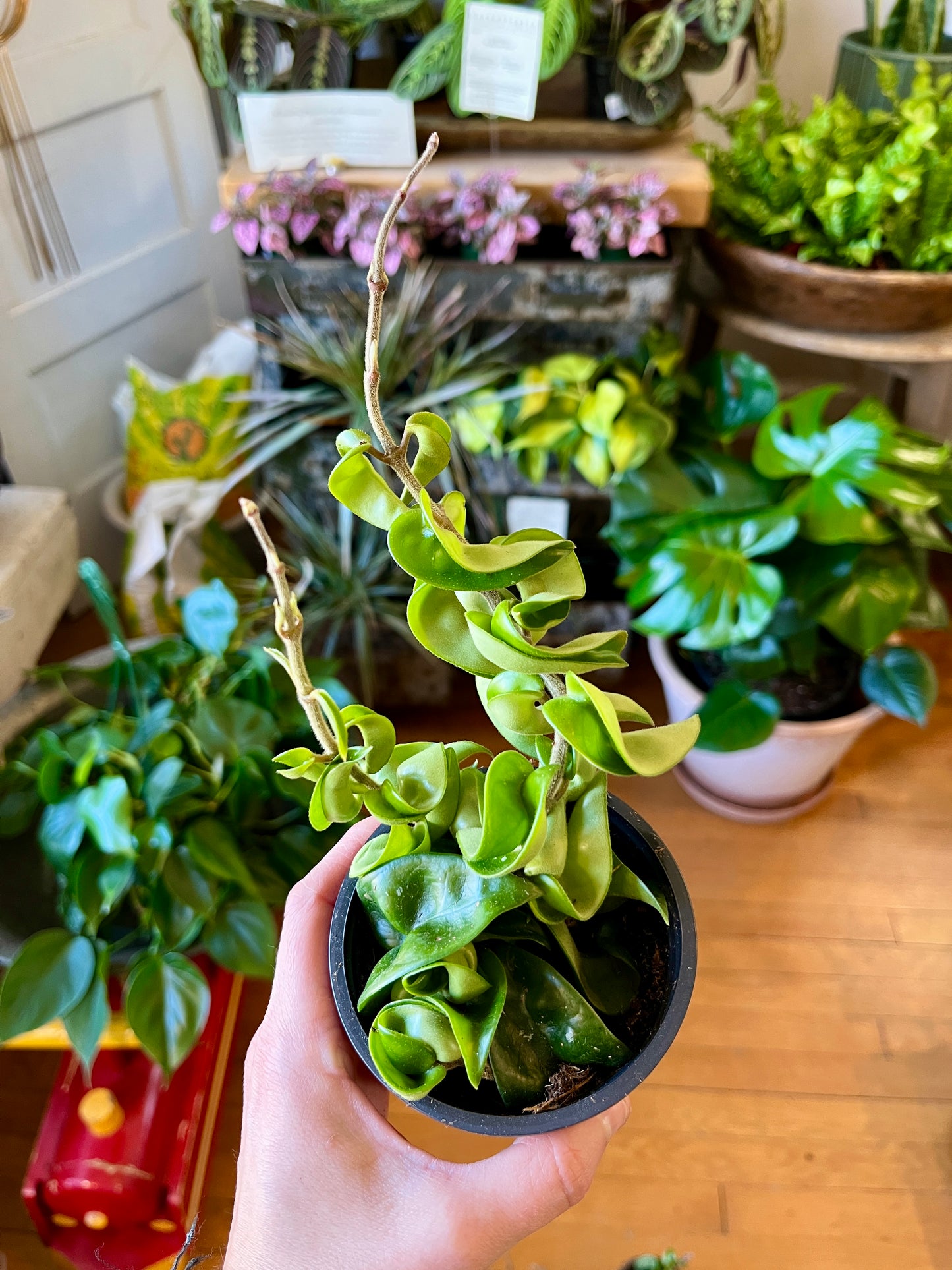 3.5" Hoya Compacta Hindu Rope