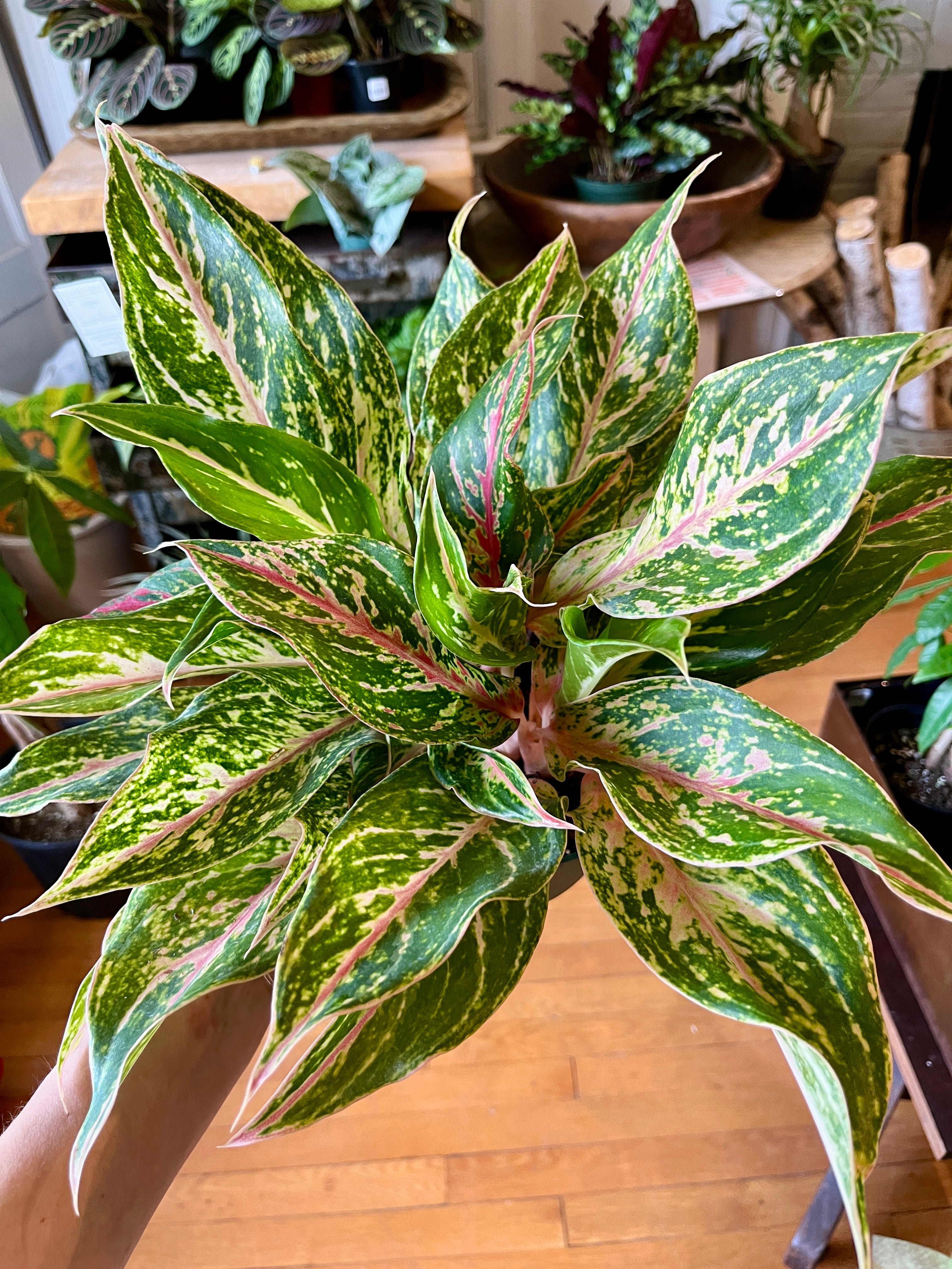 aglaonema pink sparkling 6" Aglaonema