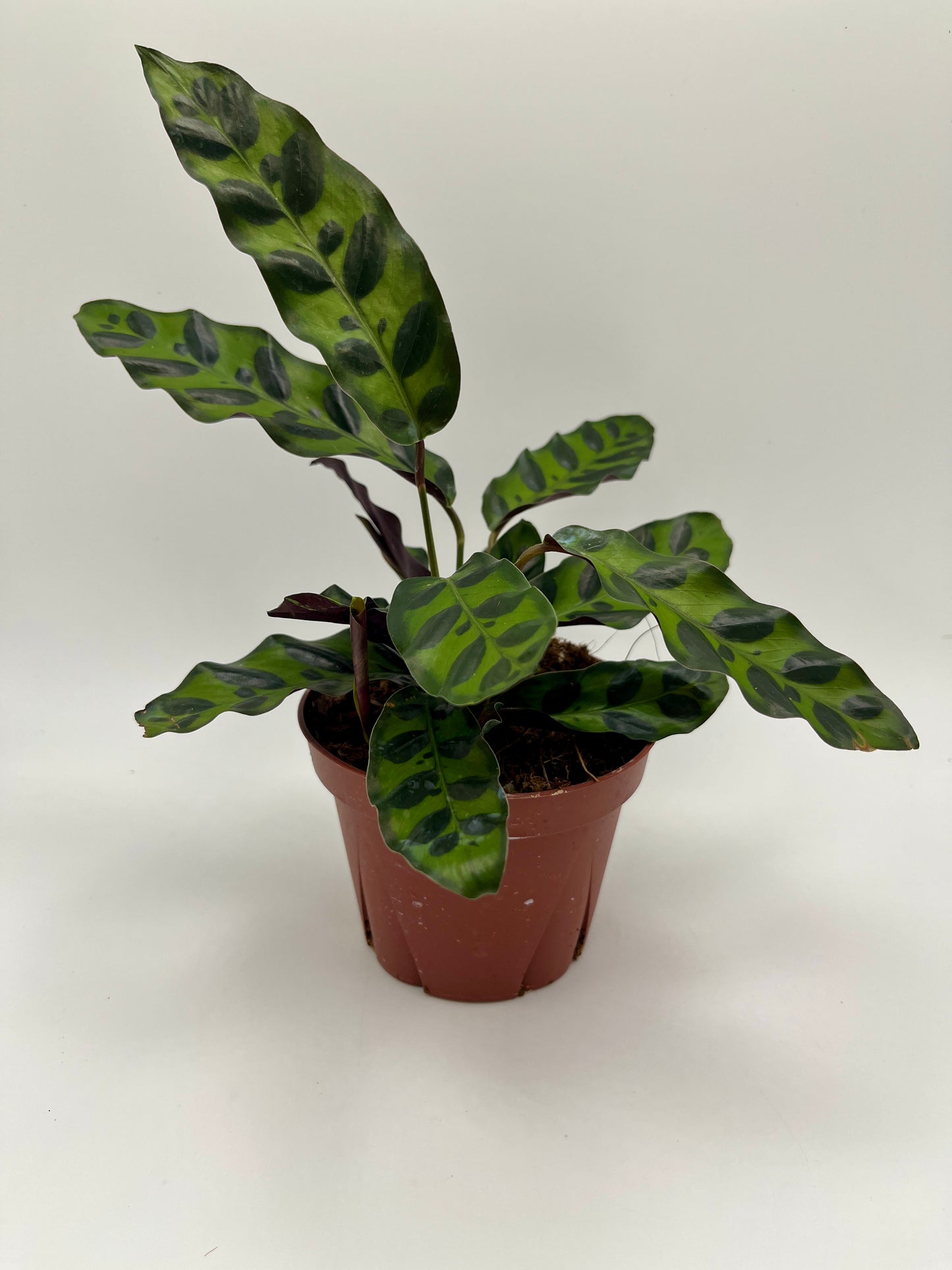 Calathea lancifolia, in 4" grower's pot