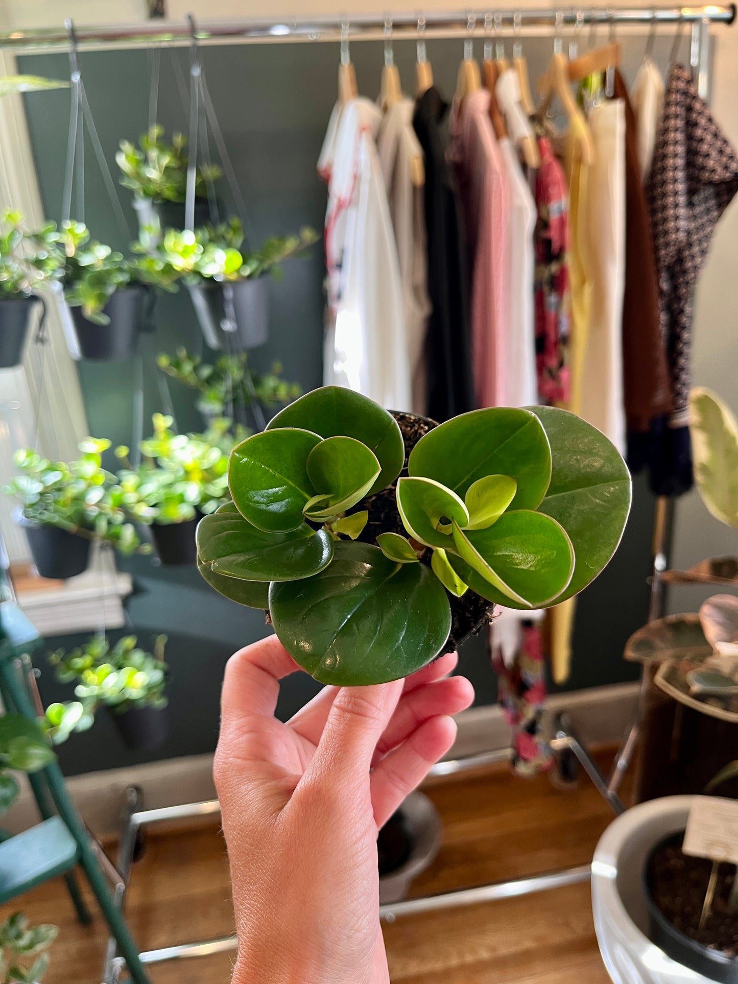 3.5" Peperomia Large Leaf Green