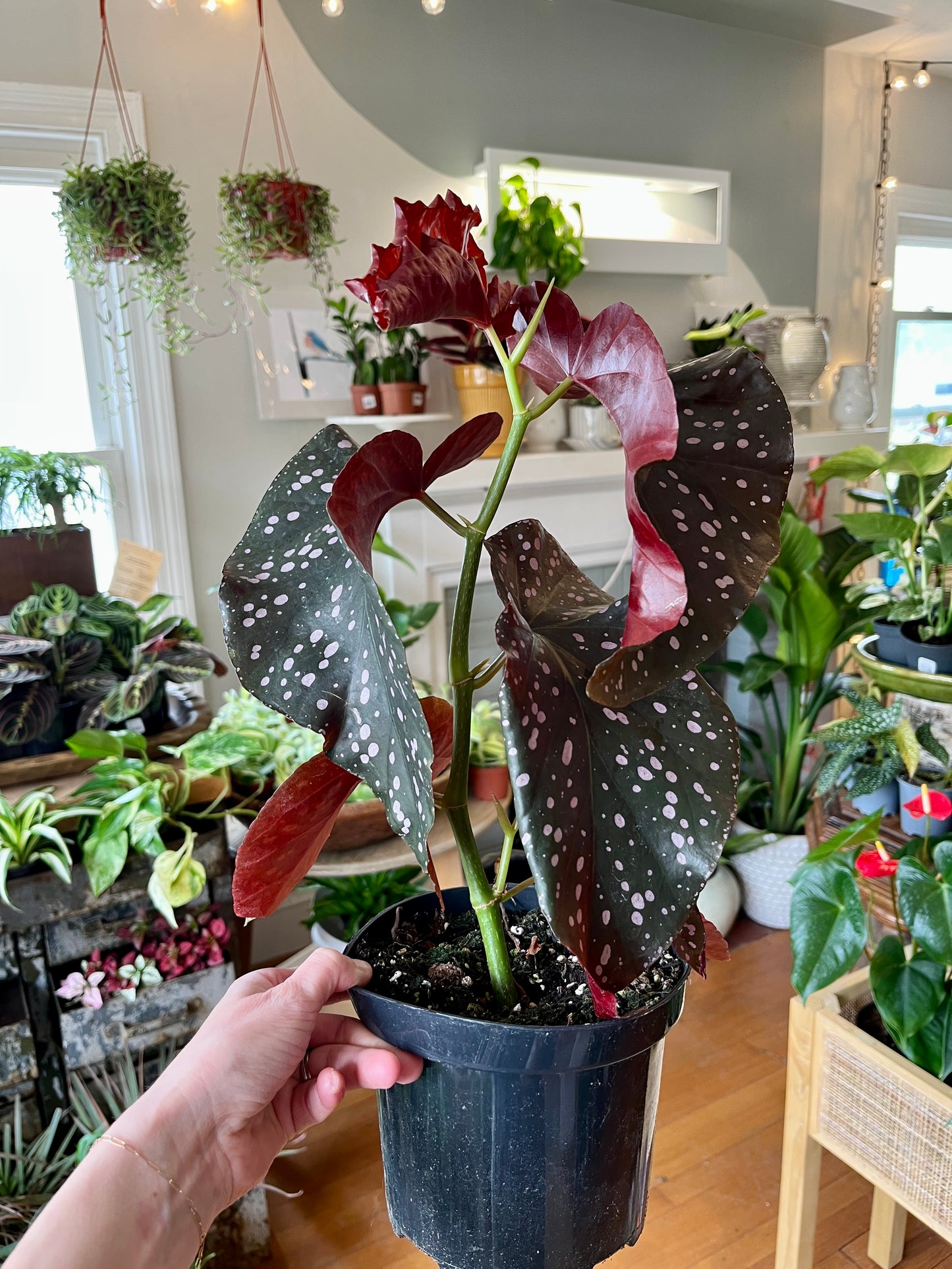 6" Begonia Rex Crackling Rosie