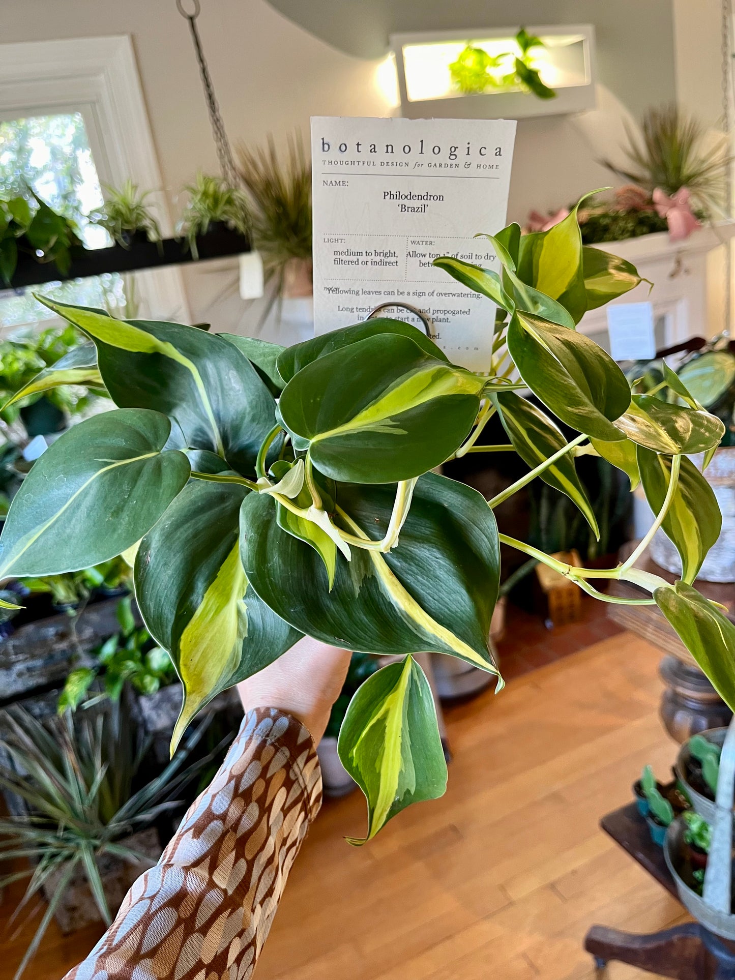 Philodendron, 'Brazil' 4" grower's pot