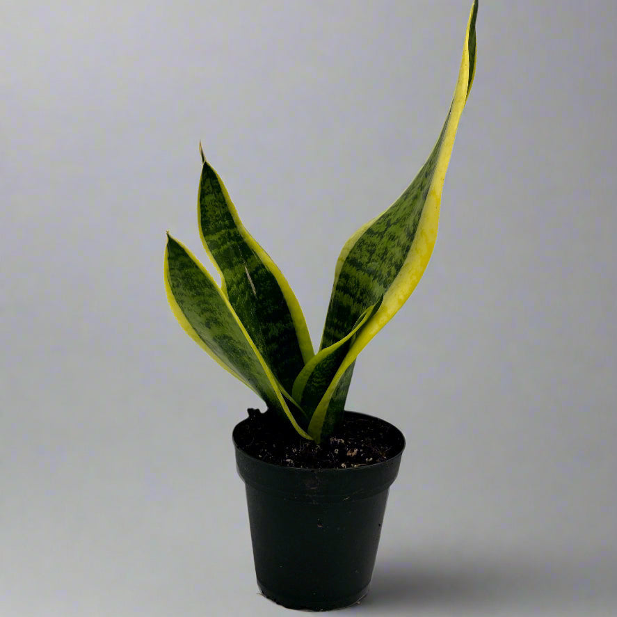 Sansevieria, in 4" grower's pot