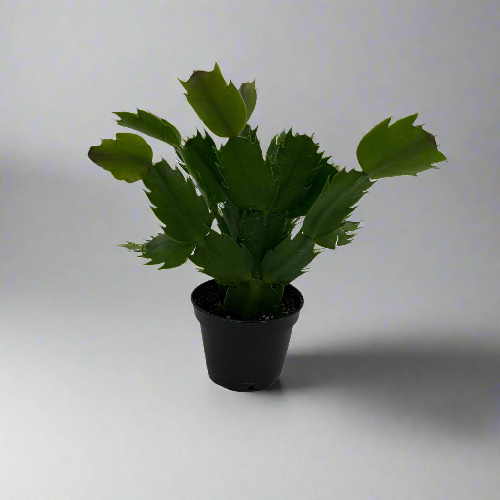 Christmas cactus, in 2.5" growers pot