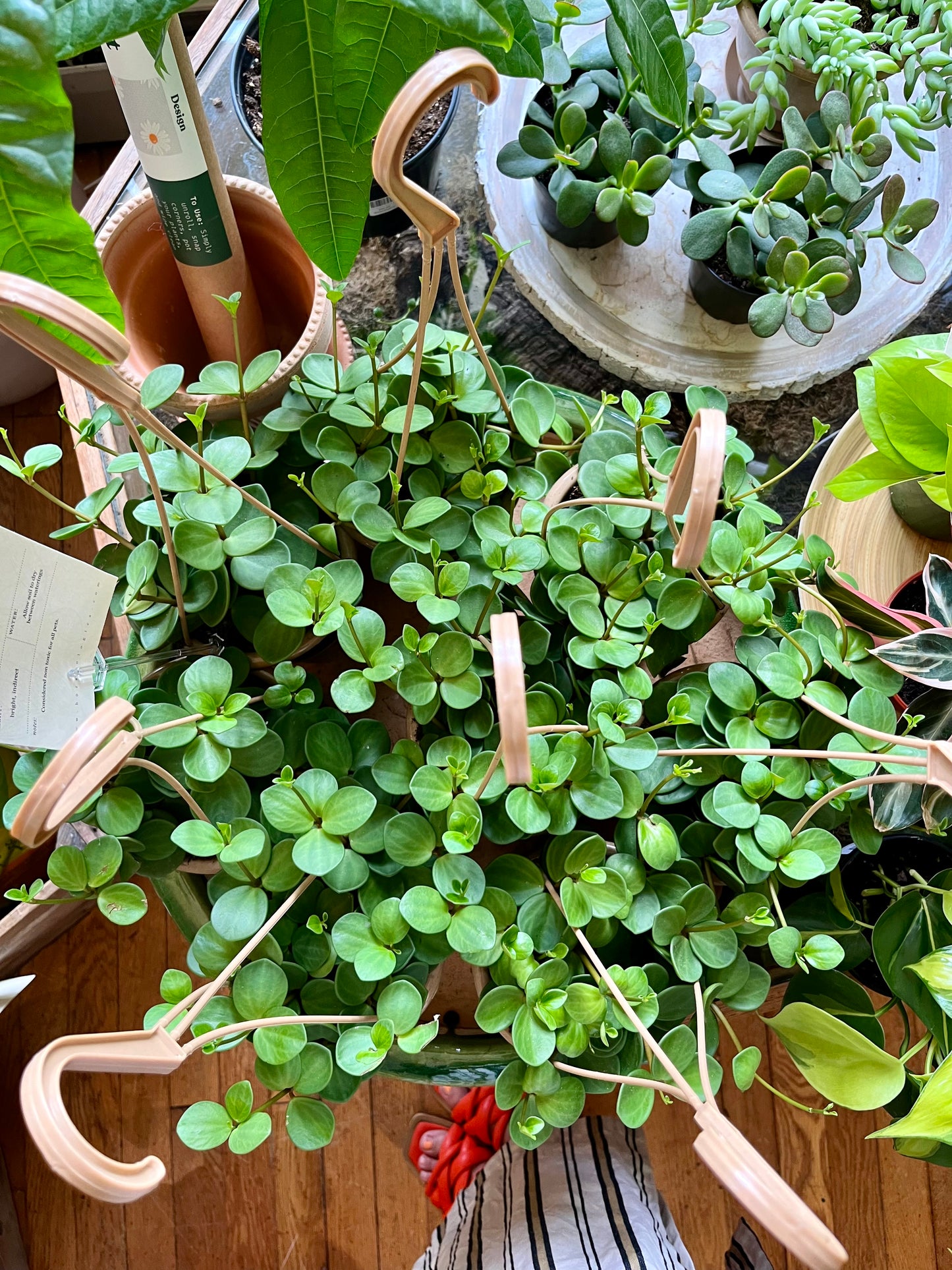 5" HB Peperomia Hope