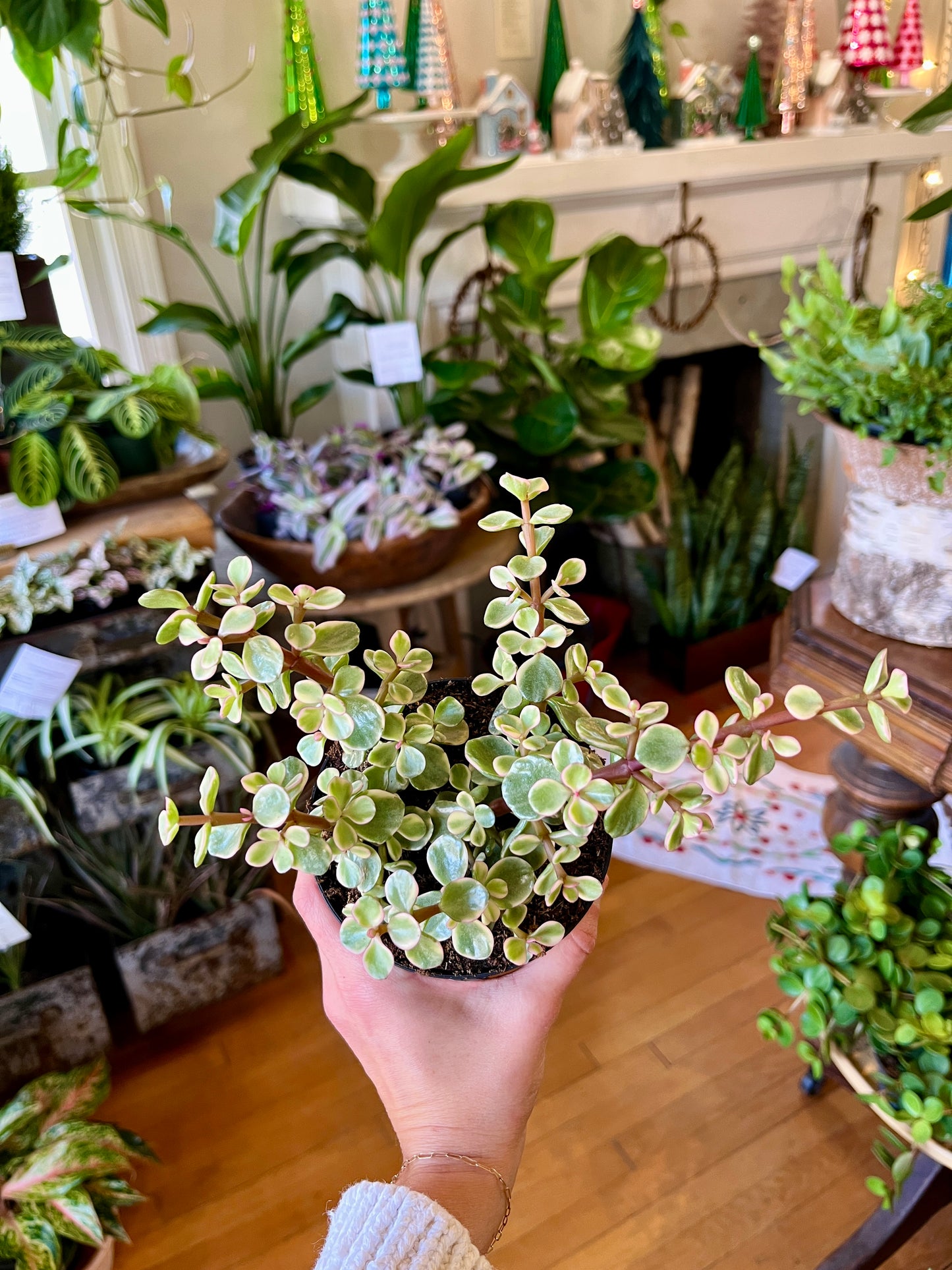 4" Portulacaria Afra Variegata