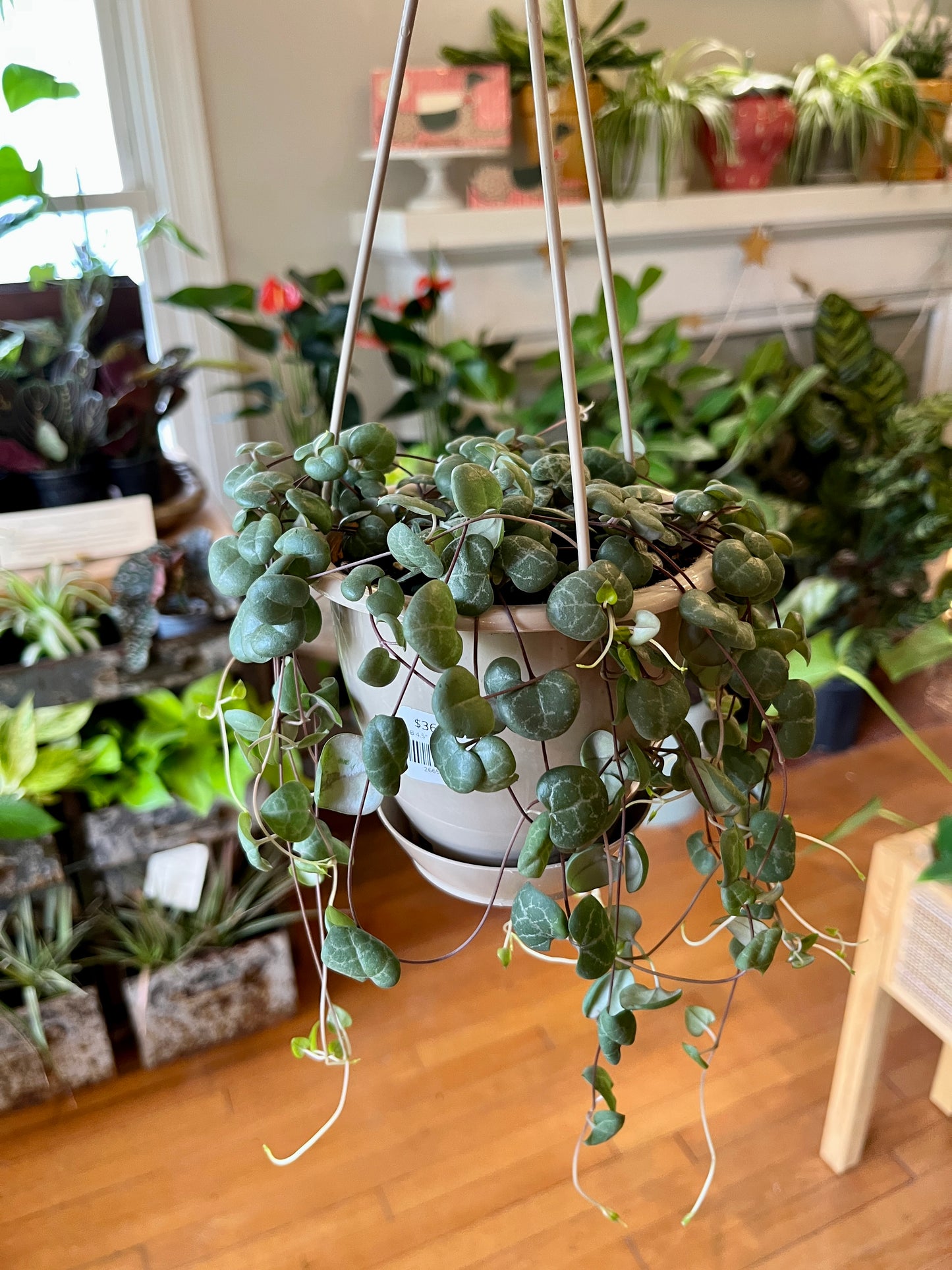 HB 4.5" Ceropegia - Woodii "String of Hearts"