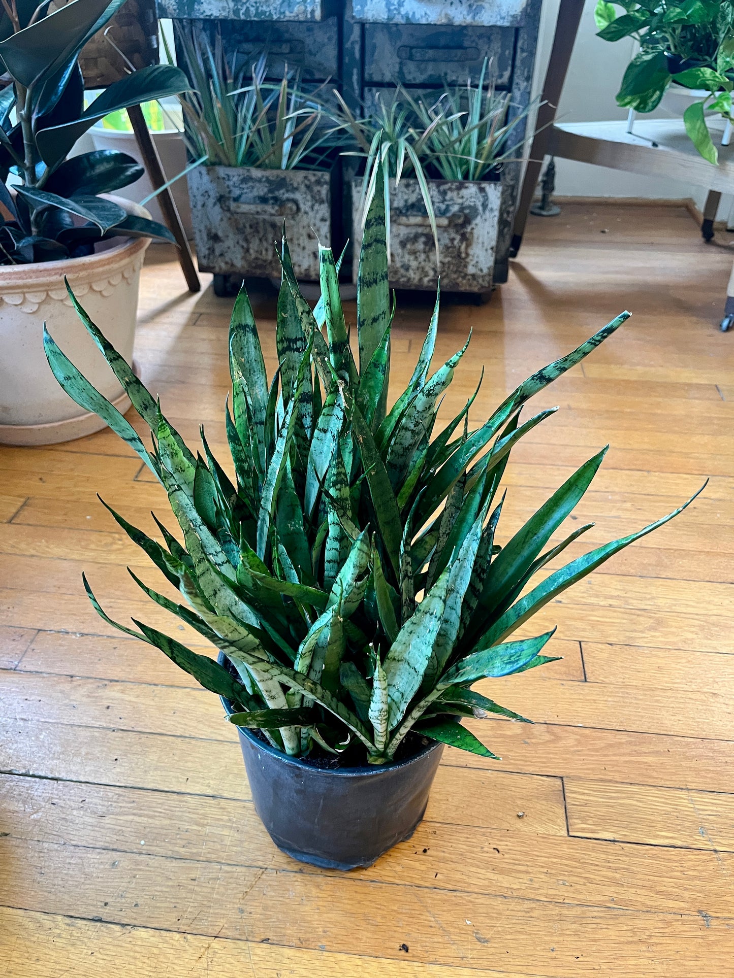 8" Sanseveria - Silver Streak