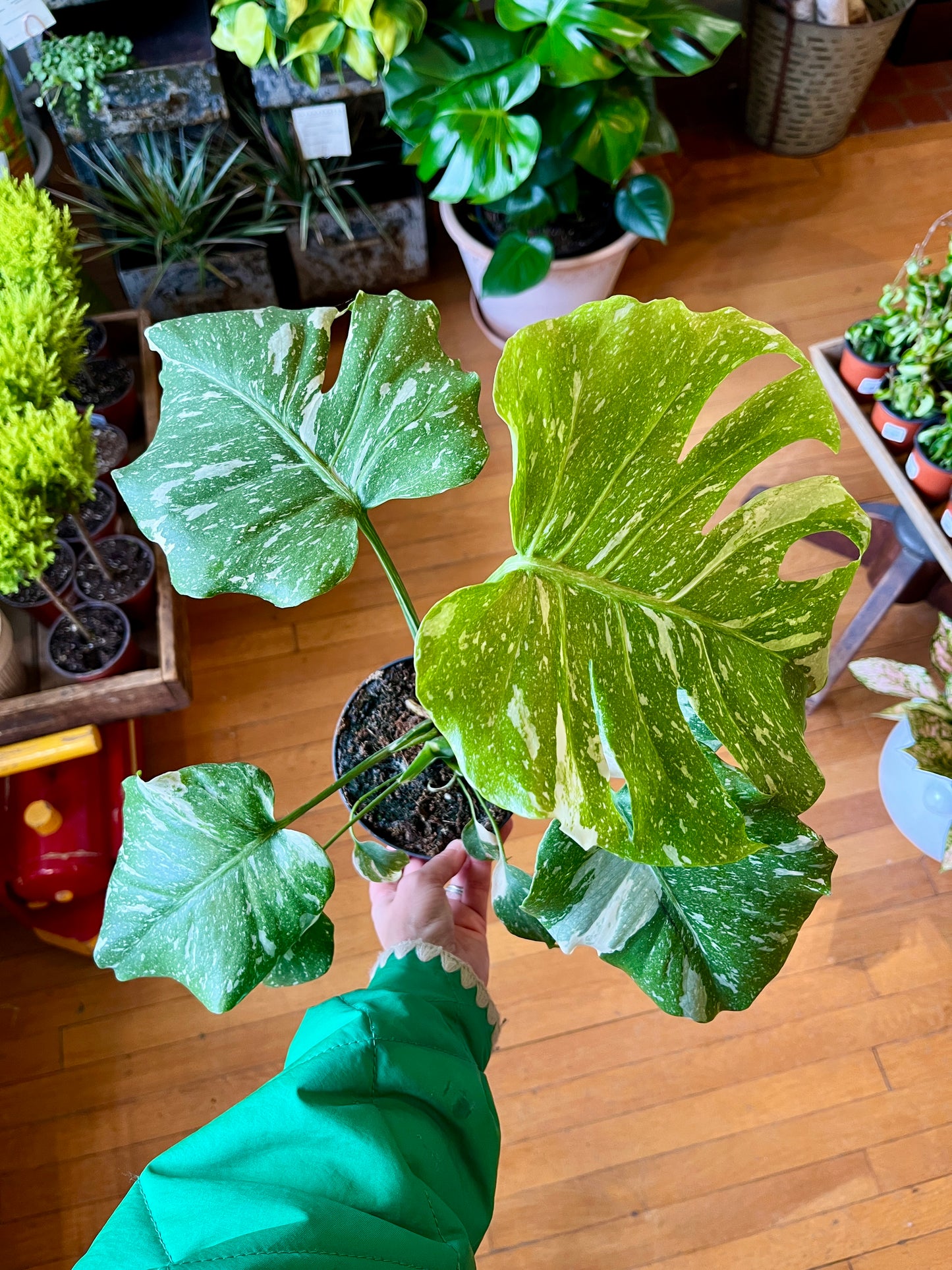 5" Philodendron Monstera Thai Constellation
