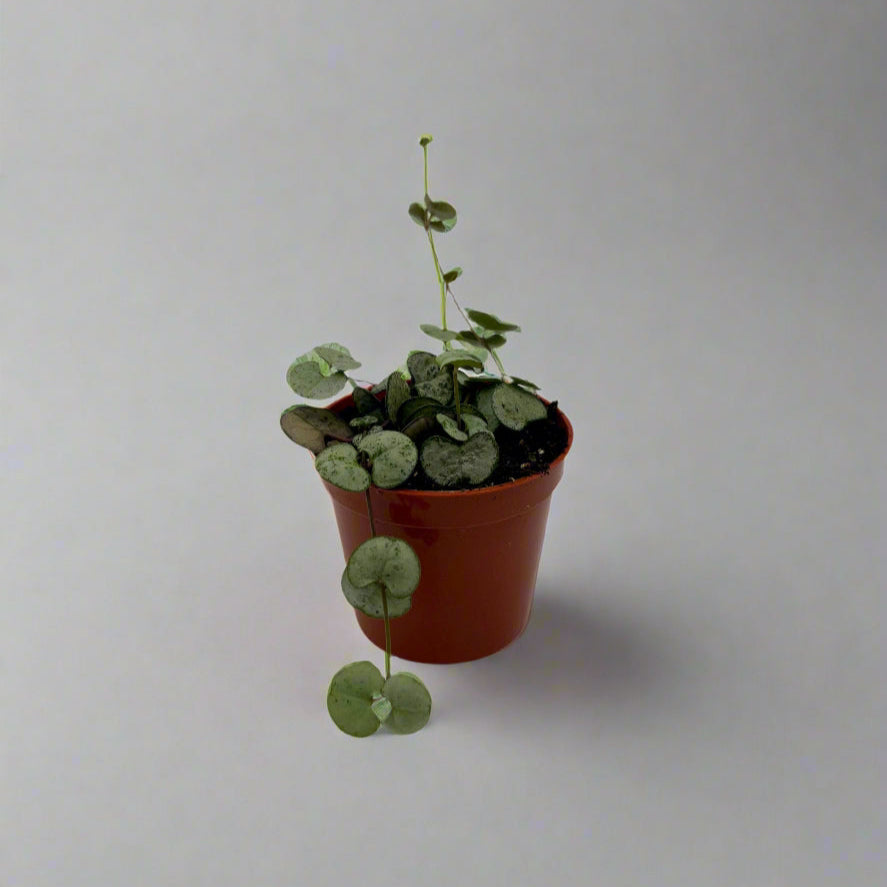 2.5" String of Hearts - Silver Glory