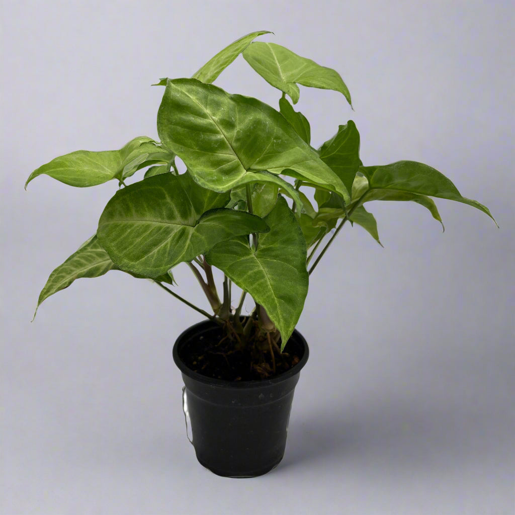 Nephthytis 'White Butterfly', 4" growers pot