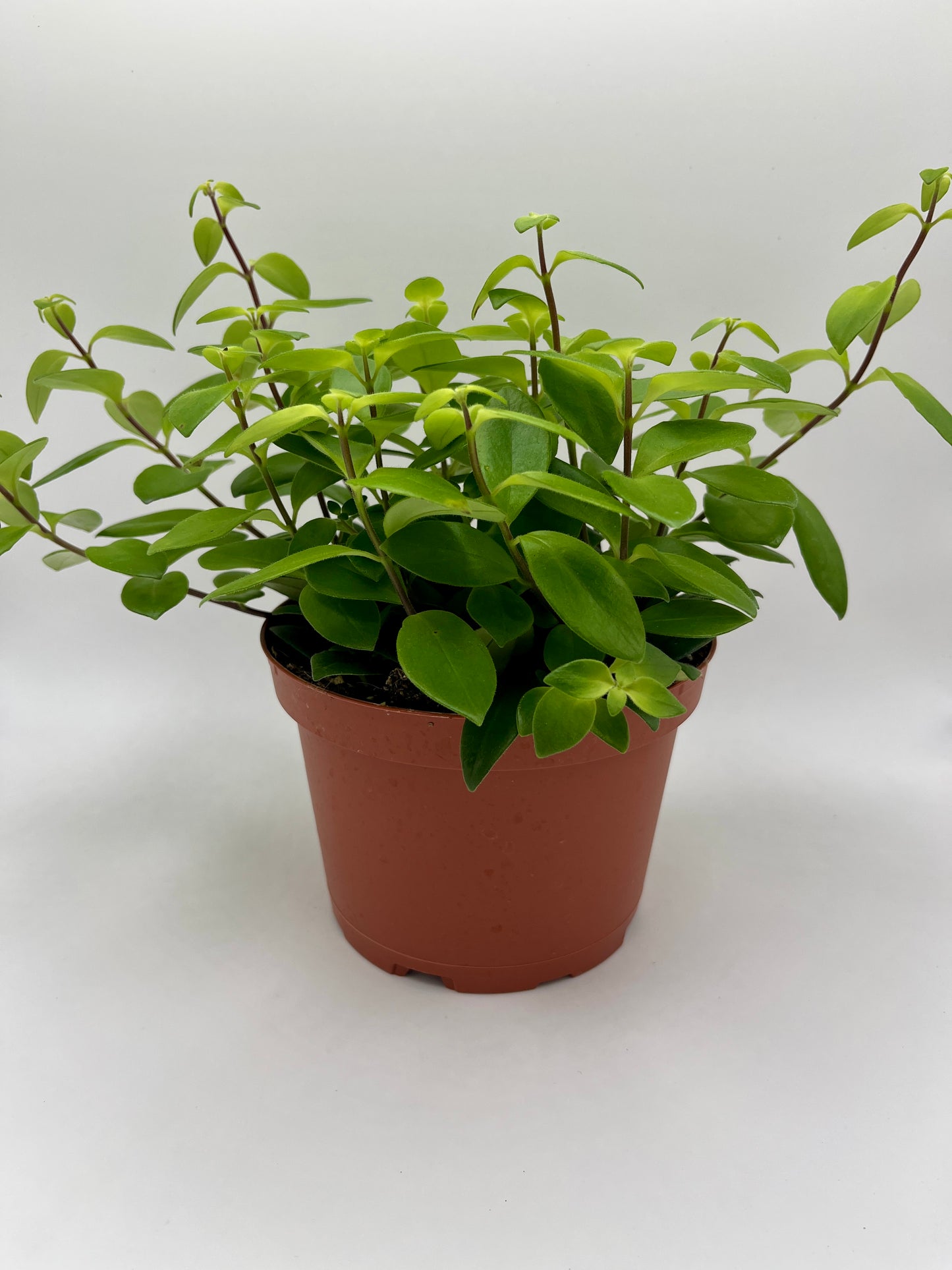 6" Aeschynanthus - Lipstick