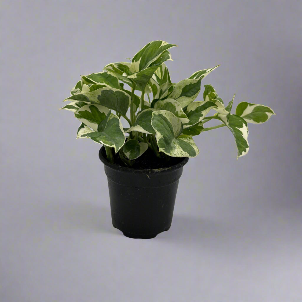 4 pothos Pothos 'Pearls and Jade', in 4" grower's pot – Botanologica